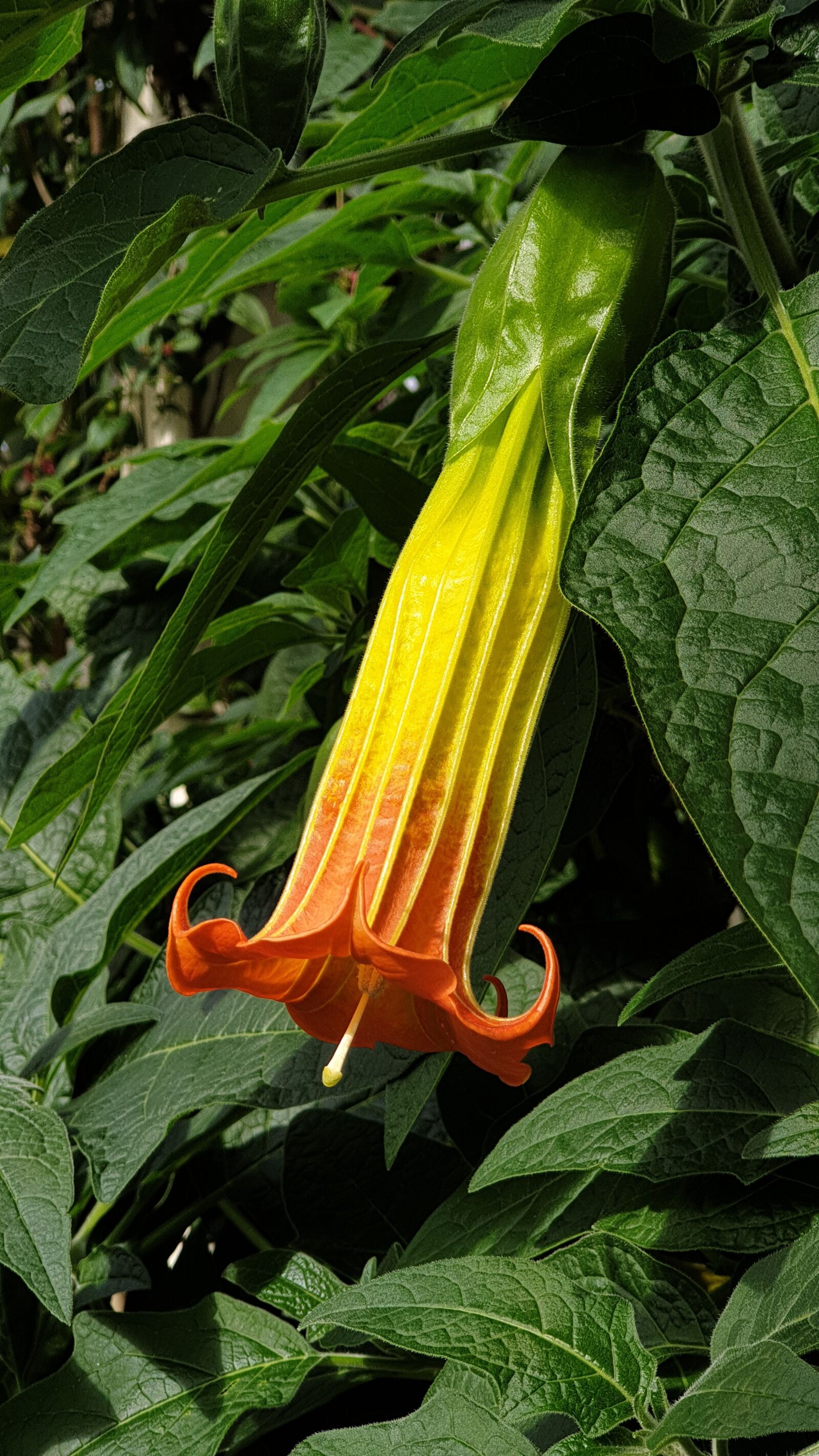 Samsung SM-G965F sample photo. Flower, fauna, nature tags photography