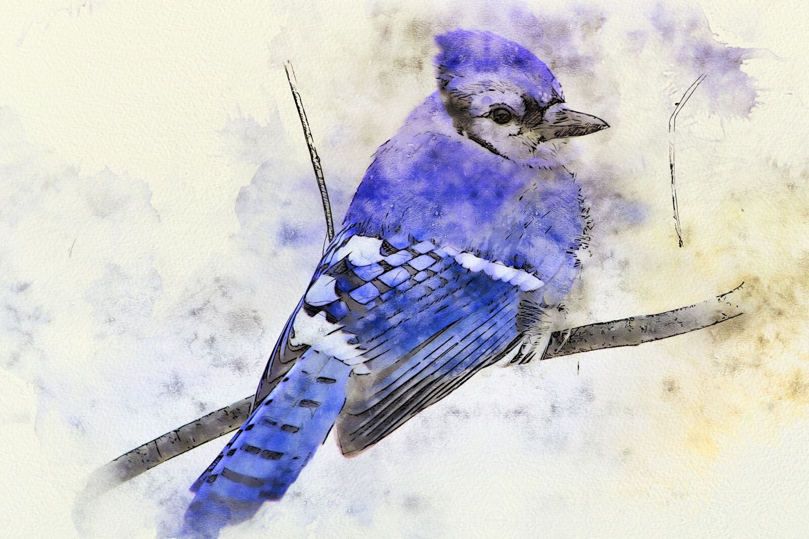 Nikon D7100 sample photo. Bird, blue jay, fluffing photography