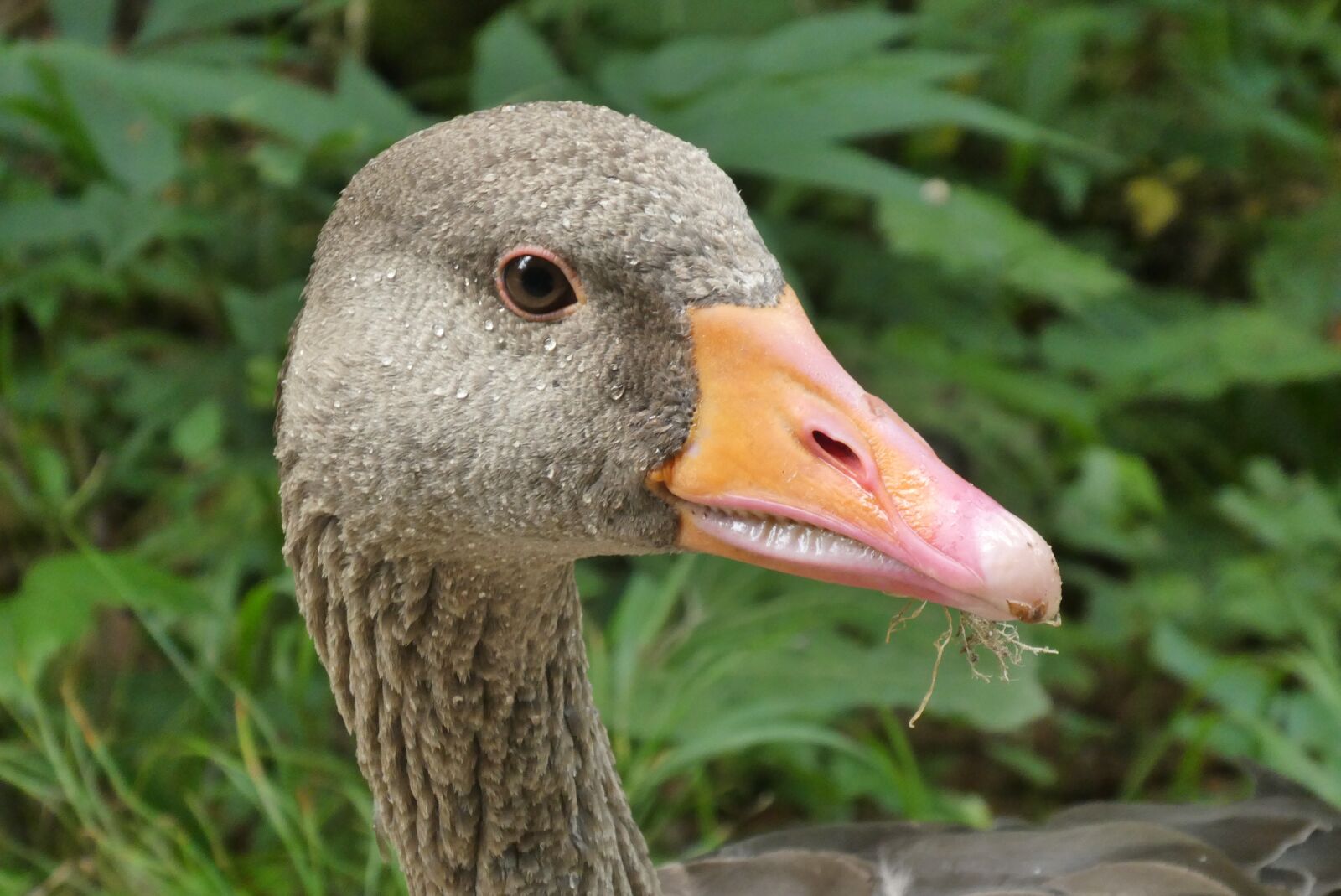 Panasonic Lumix DC-ZS70 (Lumix DC-TZ90) sample photo. Goose, beak, food photography