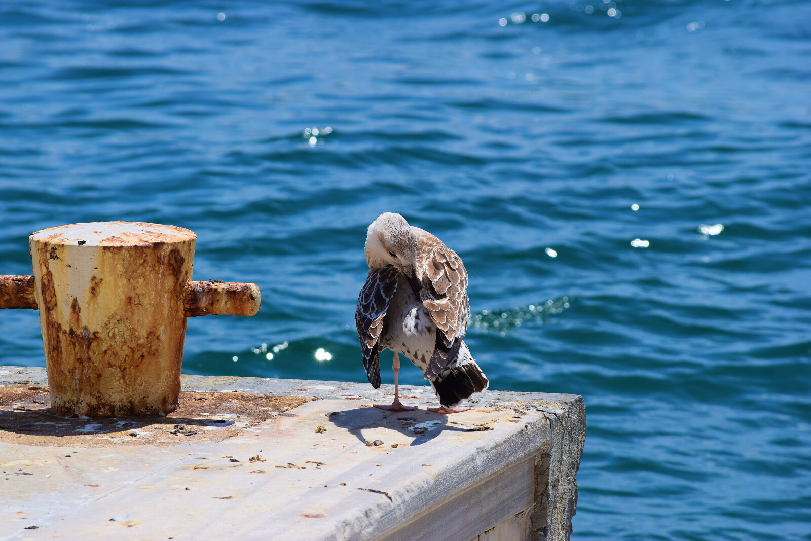 Nikon D5300 sample photo. Lone, seagull, outside, dolmabahce photography