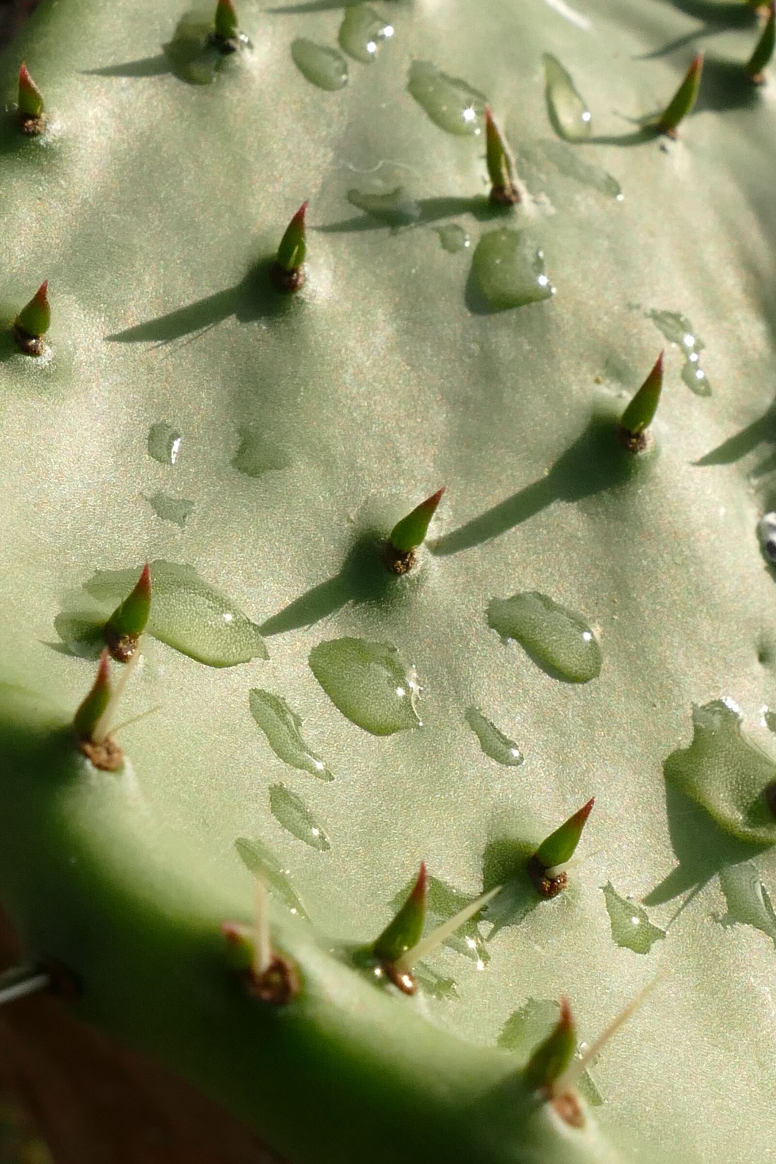 Panasonic Lumix DMC-FZ1000 sample photo. Cactus, plant, flora photography