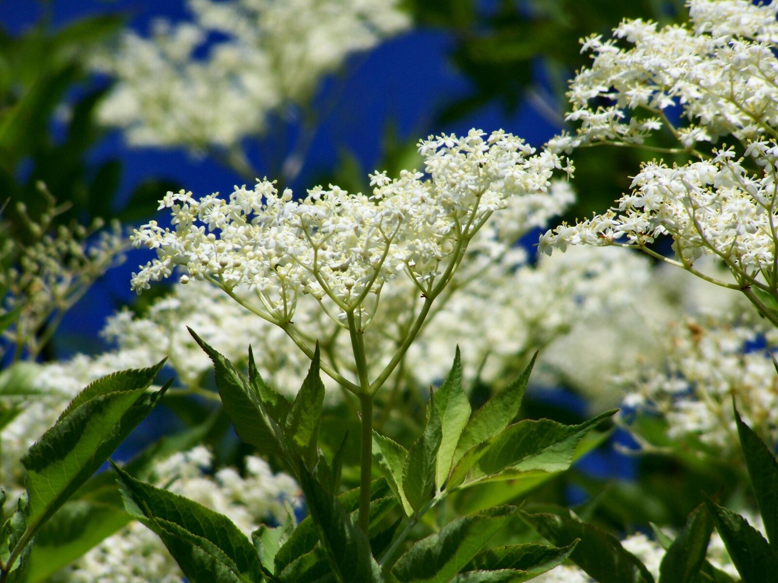 Kodak EASYSHARE ZD710 ZOOM DIGITAL CAMERA sample photo. Elderflower, white flower photography