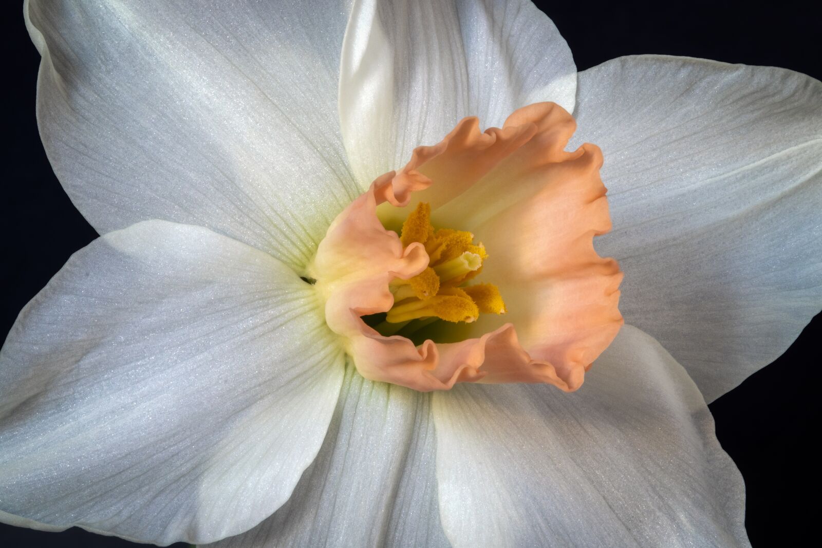 Canon EOS 800D (EOS Rebel T7i / EOS Kiss X9i) sample photo. Narcissus, daffodil, spring photography