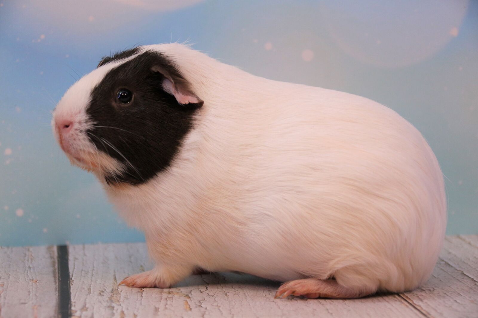 Canon EOS 700D (EOS Rebel T5i / EOS Kiss X7i) sample photo. Guinea pig, rodent, pet photography