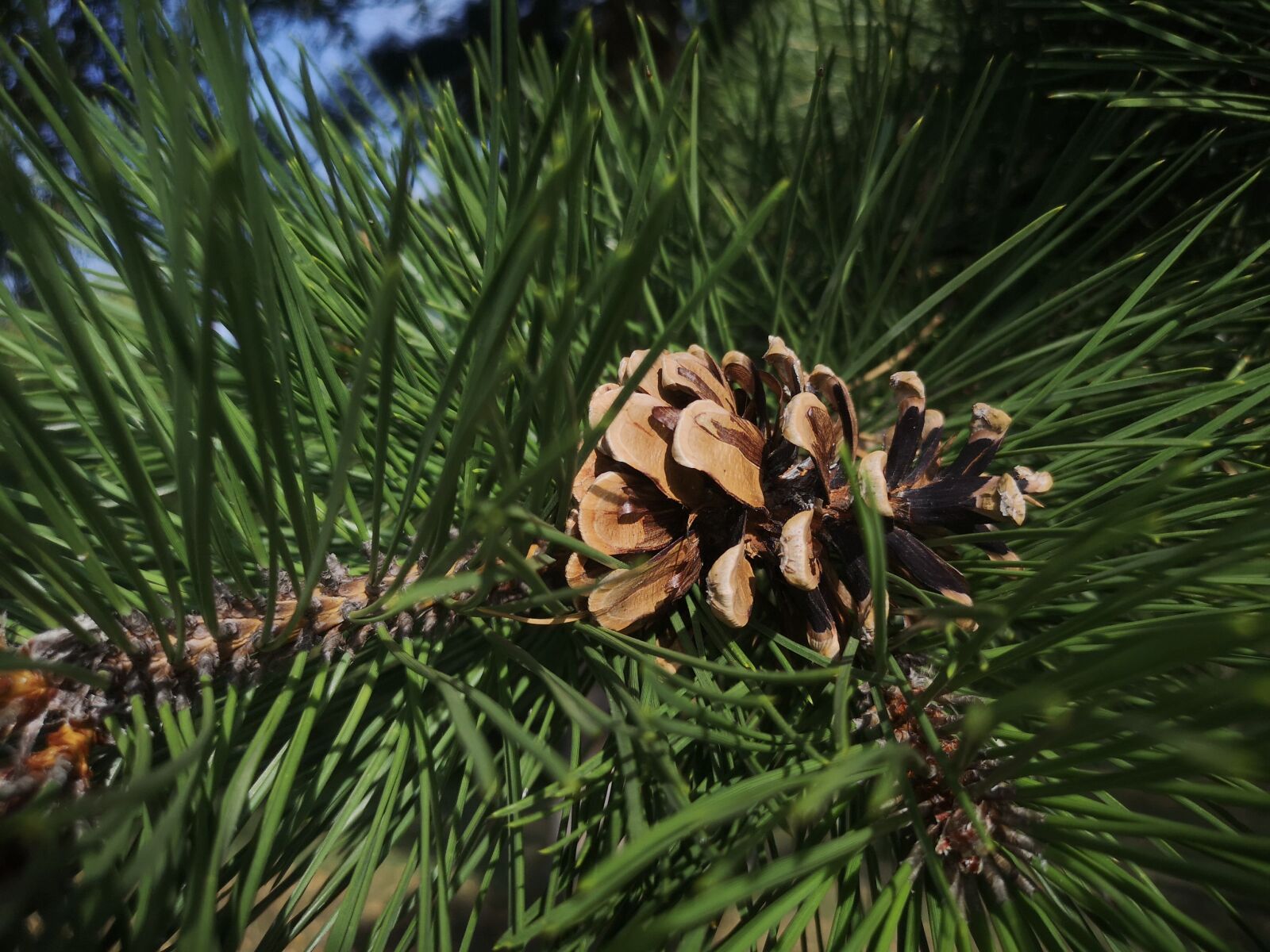 HUAWEI CLT-L29 sample photo. Pine, tap, tree photography