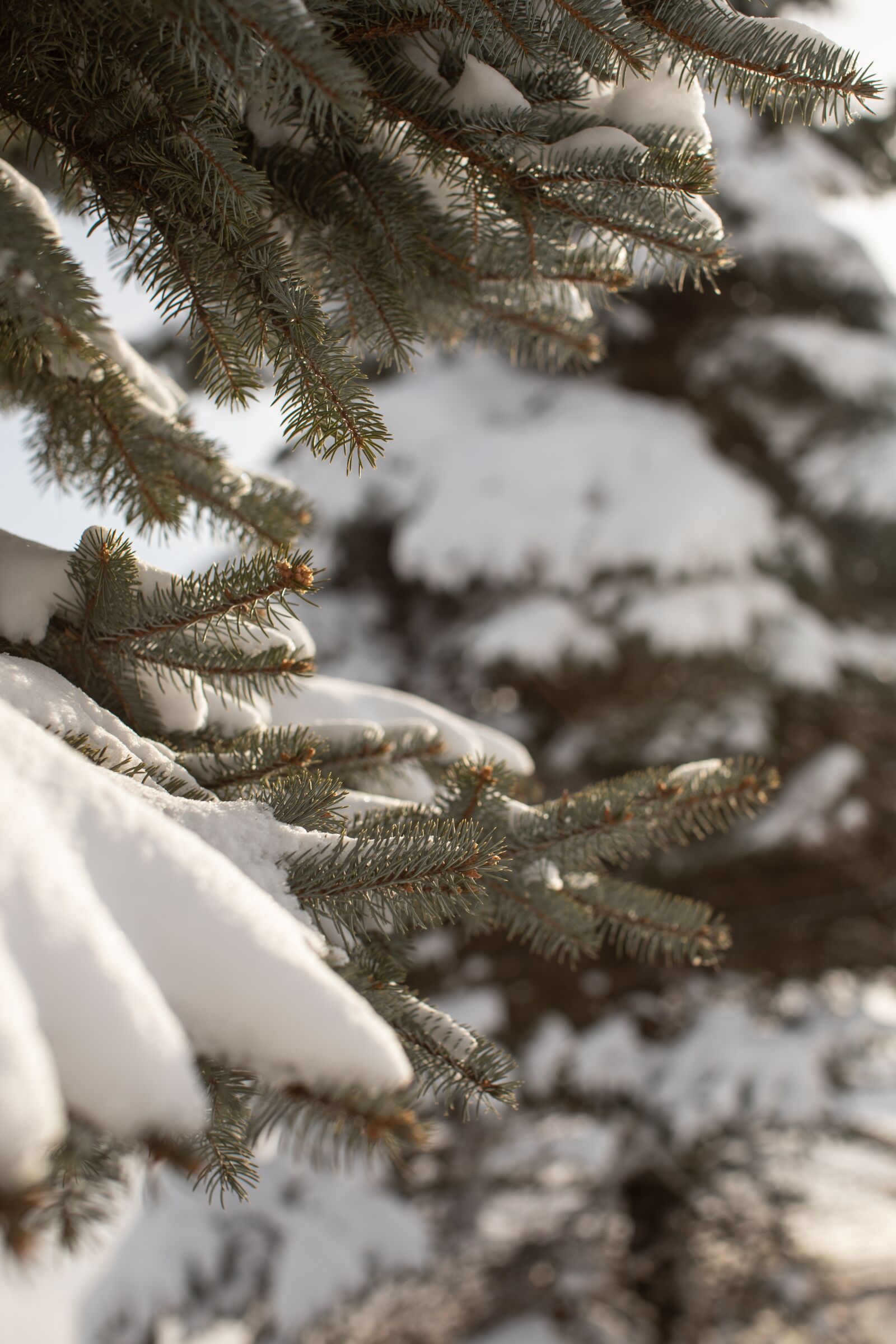 Canon EOS 5D Mark IV sample photo. Snow, winter, snow background photography