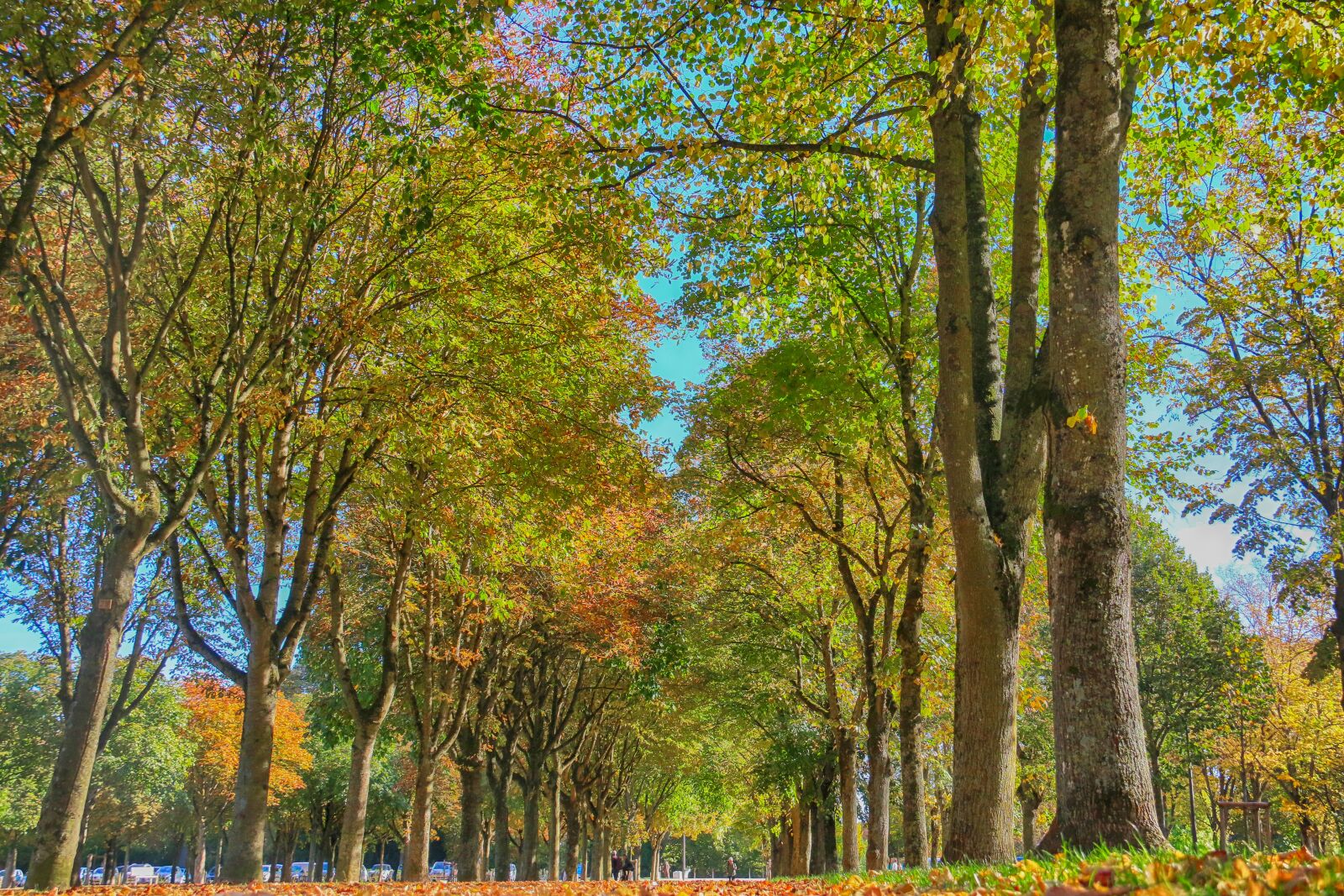 Canon EOS 70D sample photo. Driveways, trees, spring photography