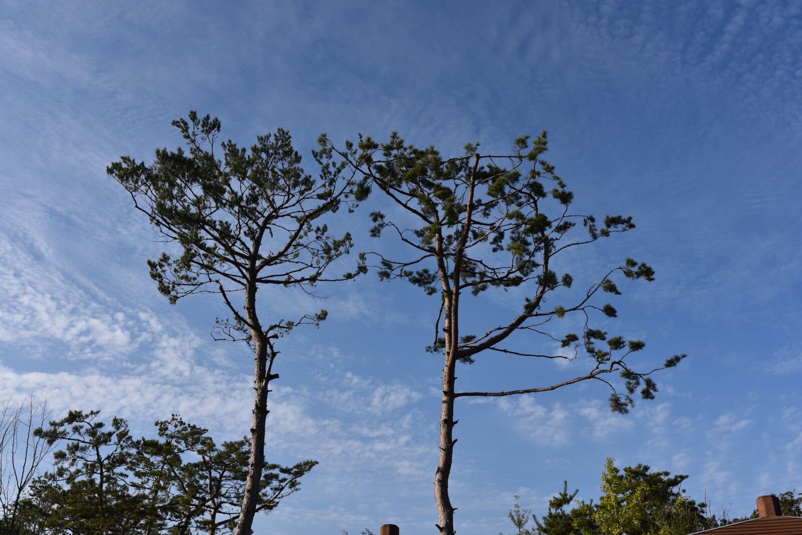 Nikon D750 sample photo. Tree, nature, green photography
