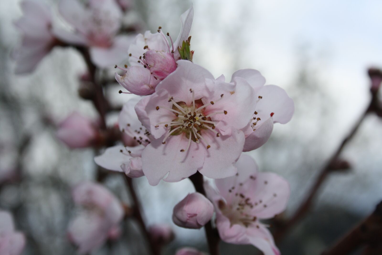 Canon EOS 1000D (EOS Digital Rebel XS / EOS Kiss F) sample photo. Flower, spring, almond tree photography