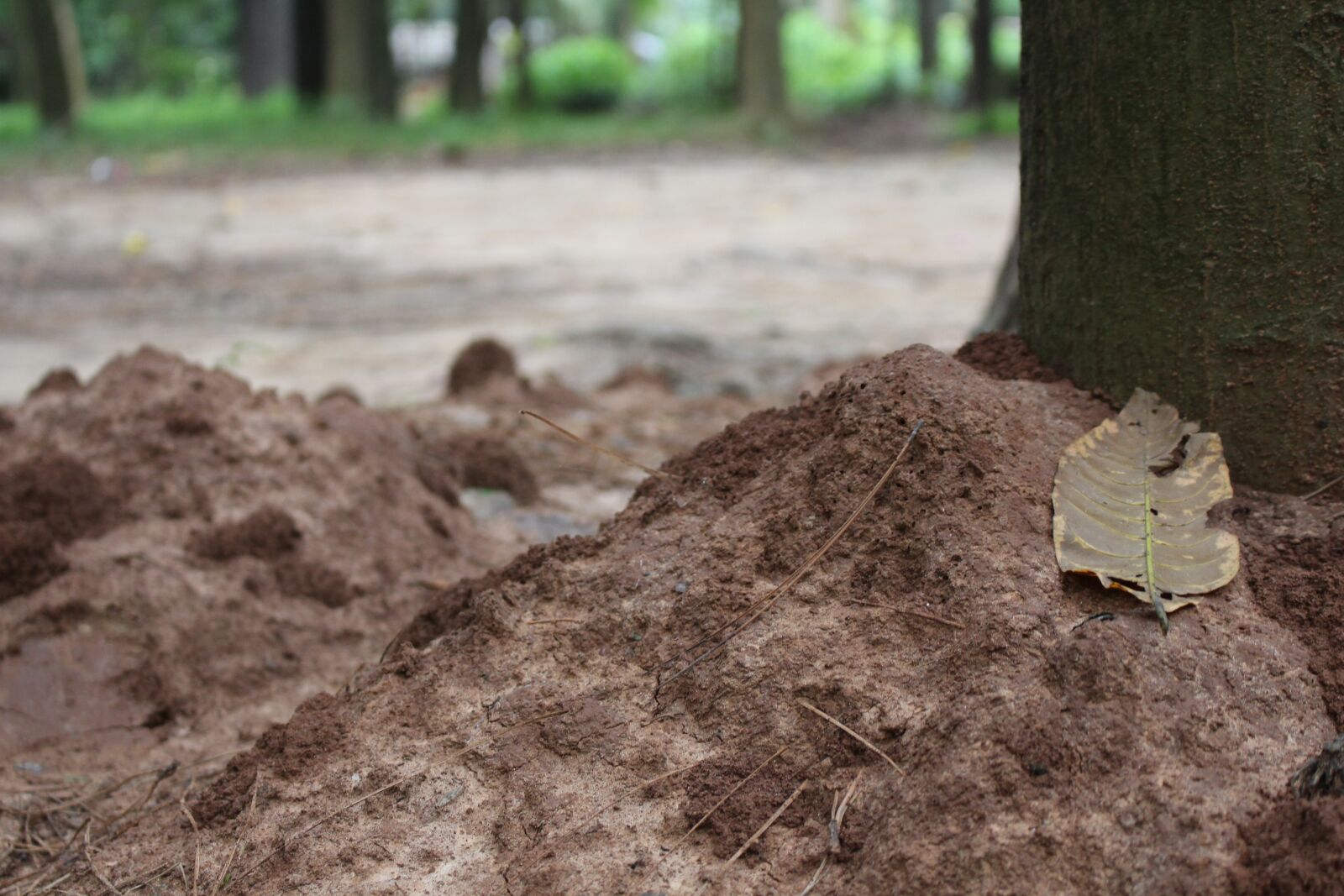 Canon EOS 700D (EOS Rebel T5i / EOS Kiss X7i) sample photo. Soil, nature, tree photography