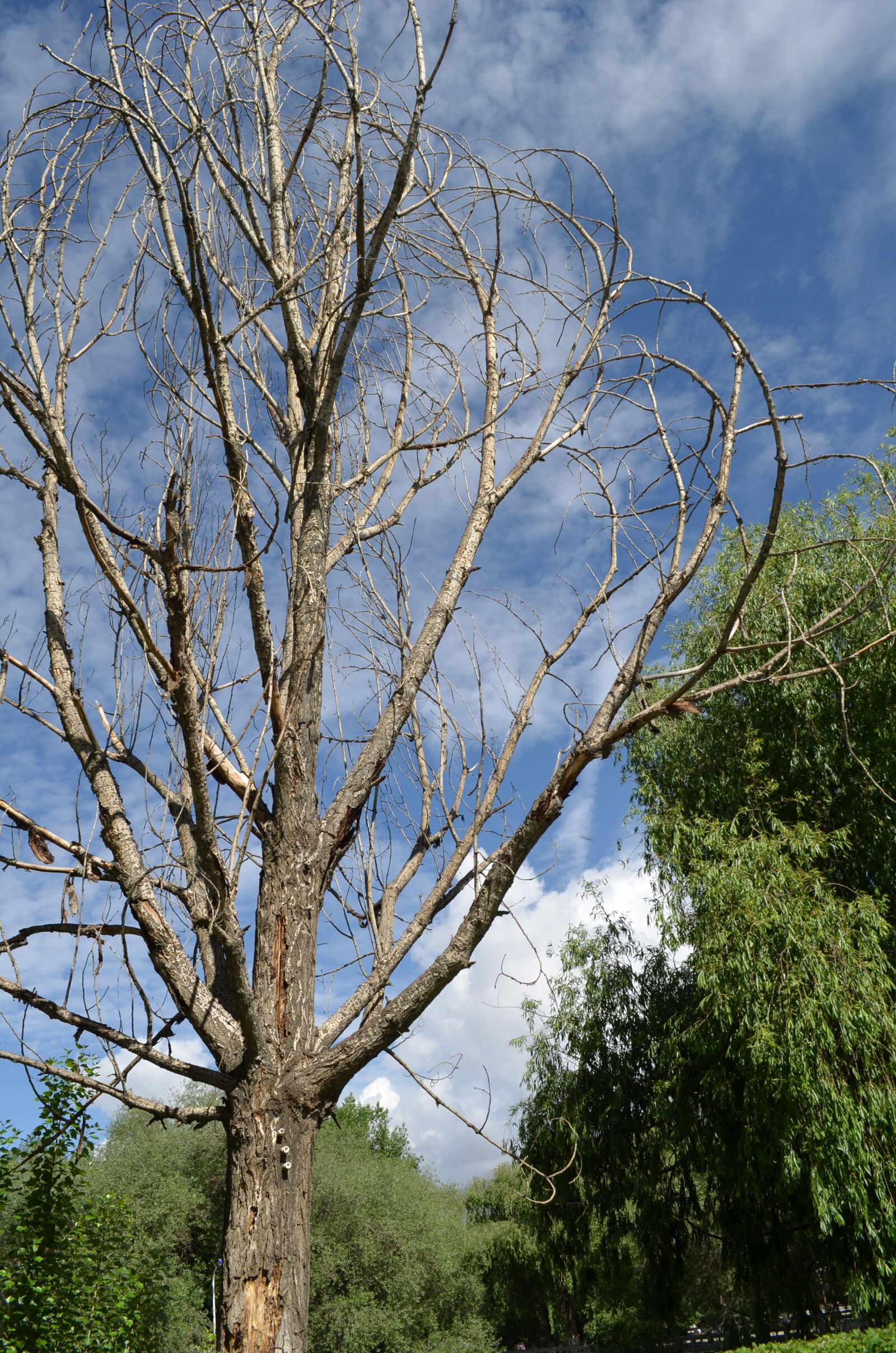 Nikon D5100 sample photo. Blue, sky, tree photography