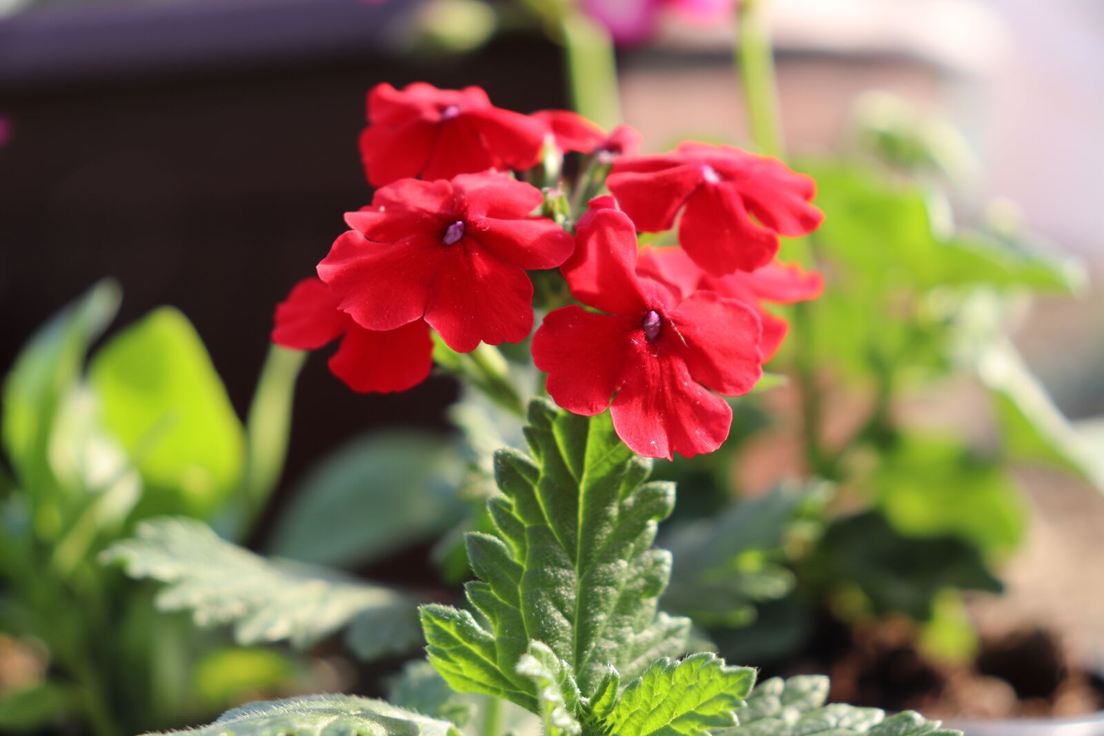Canon EOS 800D (EOS Rebel T7i / EOS Kiss X9i) sample photo. Flower, red, spring photography