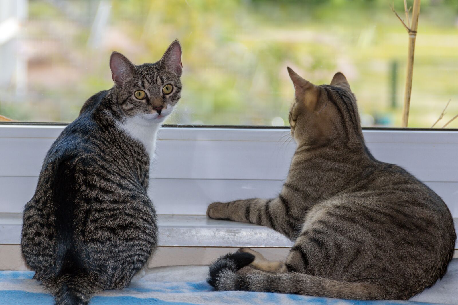 Canon EOS 600D (Rebel EOS T3i / EOS Kiss X5) sample photo. Cat, small, sitting photography