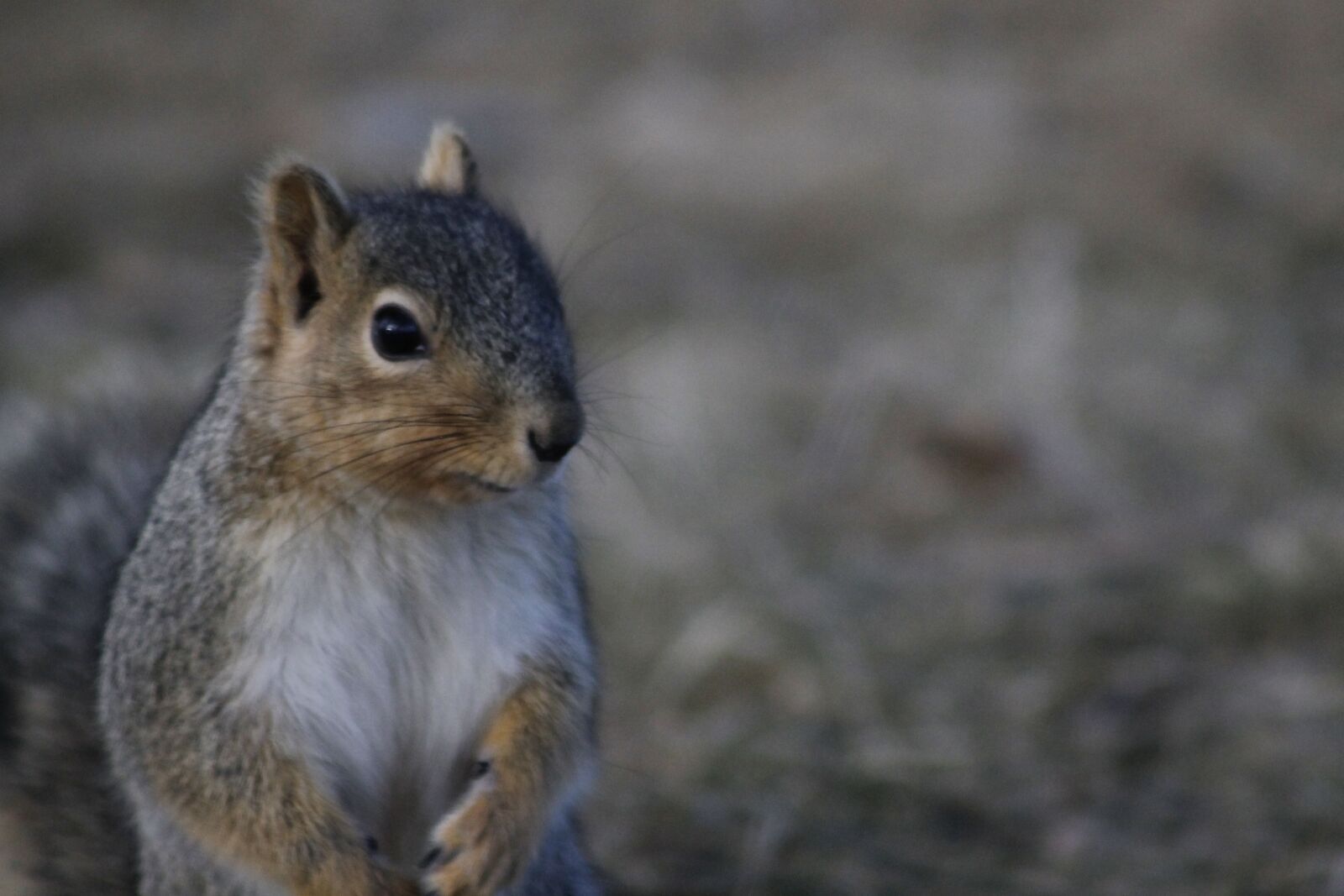 Canon EOS 1100D (EOS Rebel T3 / EOS Kiss X50) sample photo. Squirrel, rodent, animal photography