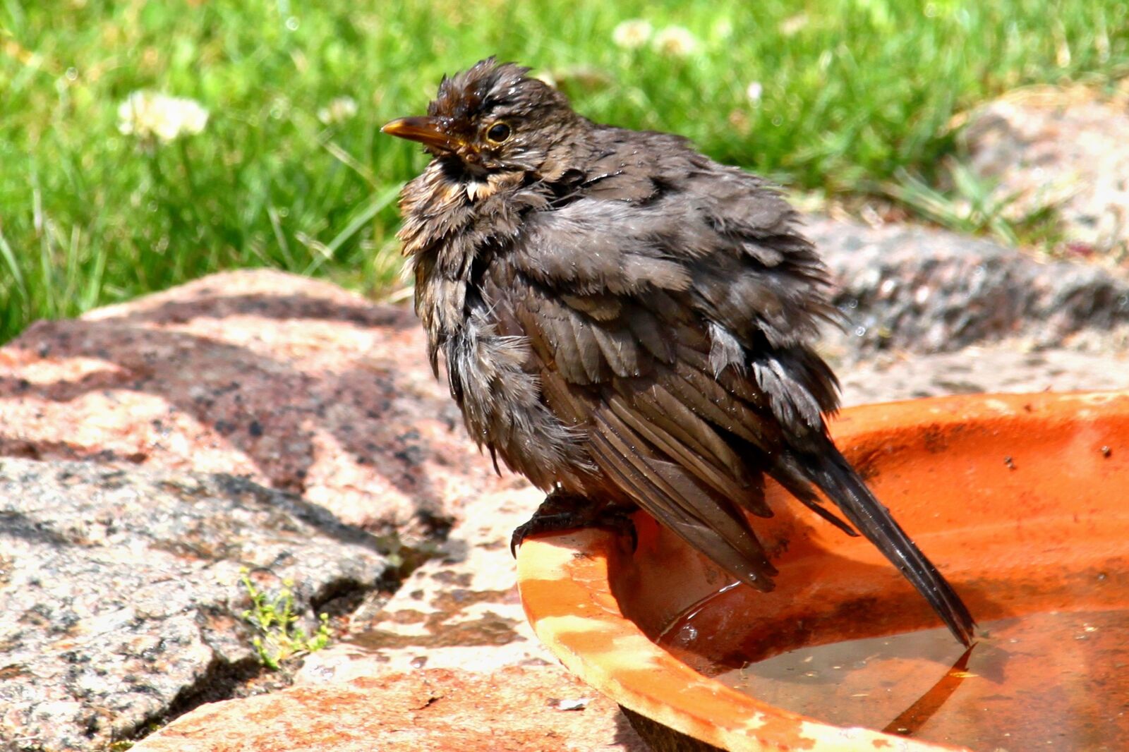 Canon EOS 500D (EOS Rebel T1i / EOS Kiss X3) sample photo. Bird, blackbird, songbird photography