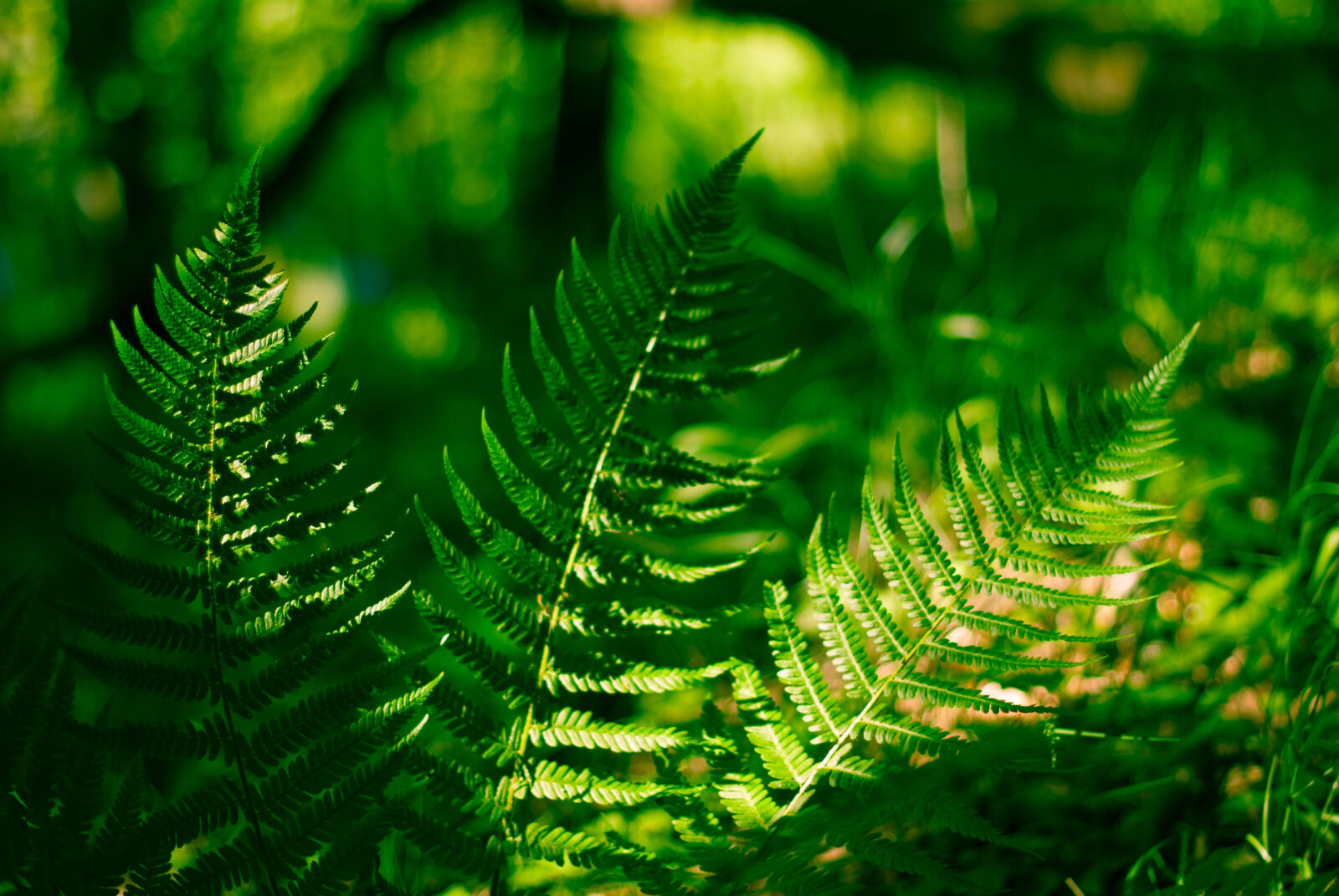 Nikon D60 + Nikon AF-S Nikkor 50mm F1.4G sample photo. Fern, forrest, nature, plant photography