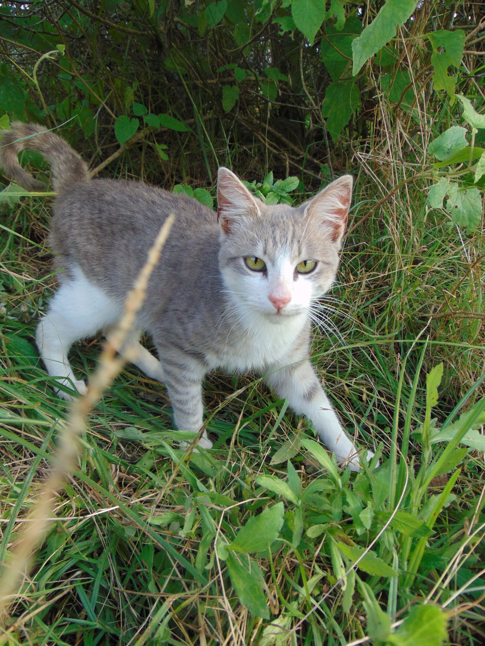 Sony Cyber-shot DSC-H300 sample photo. Animals, field, nature photography