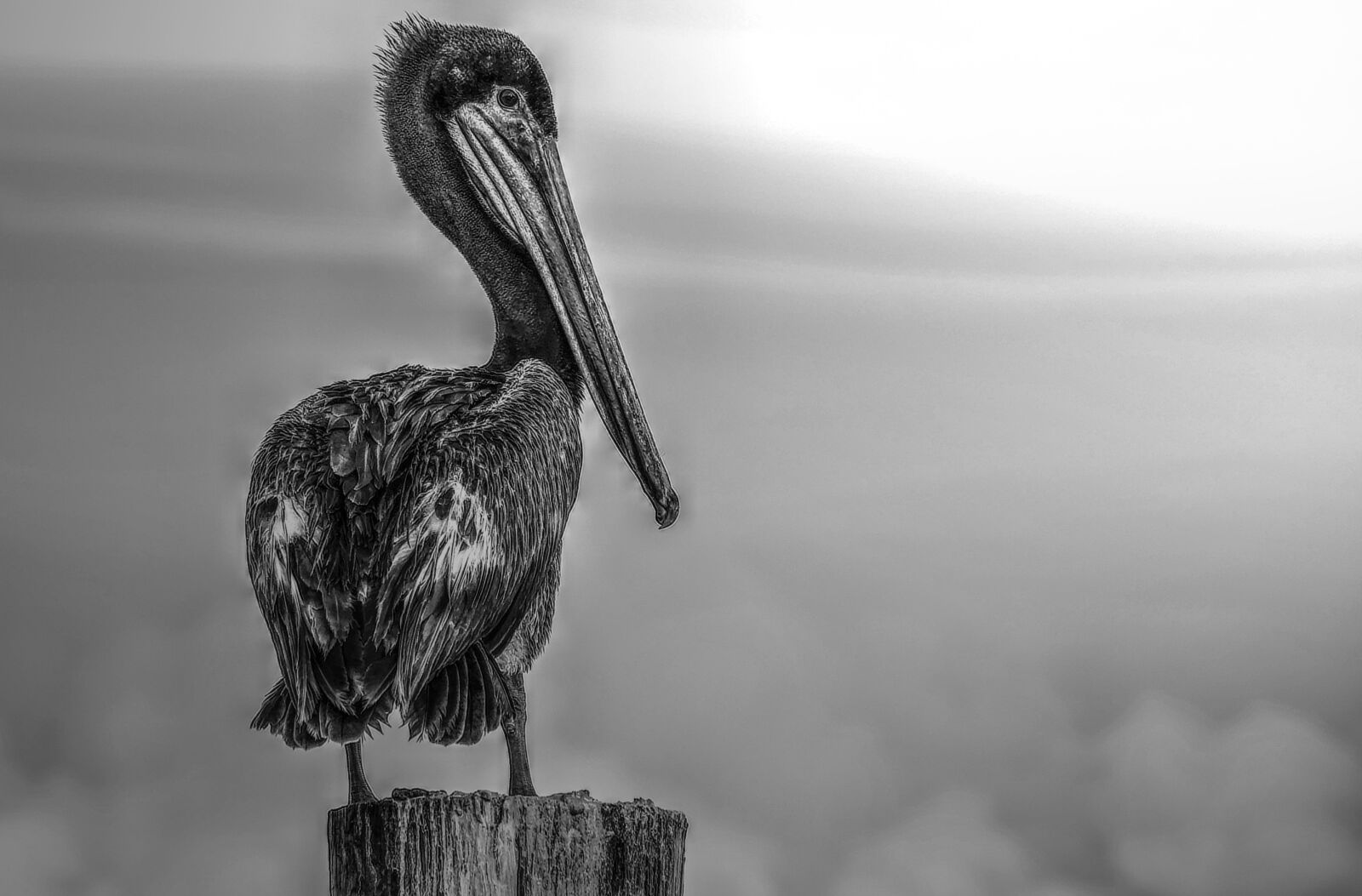 Nikon D5100 sample photo. Florida, pelican, black and photography