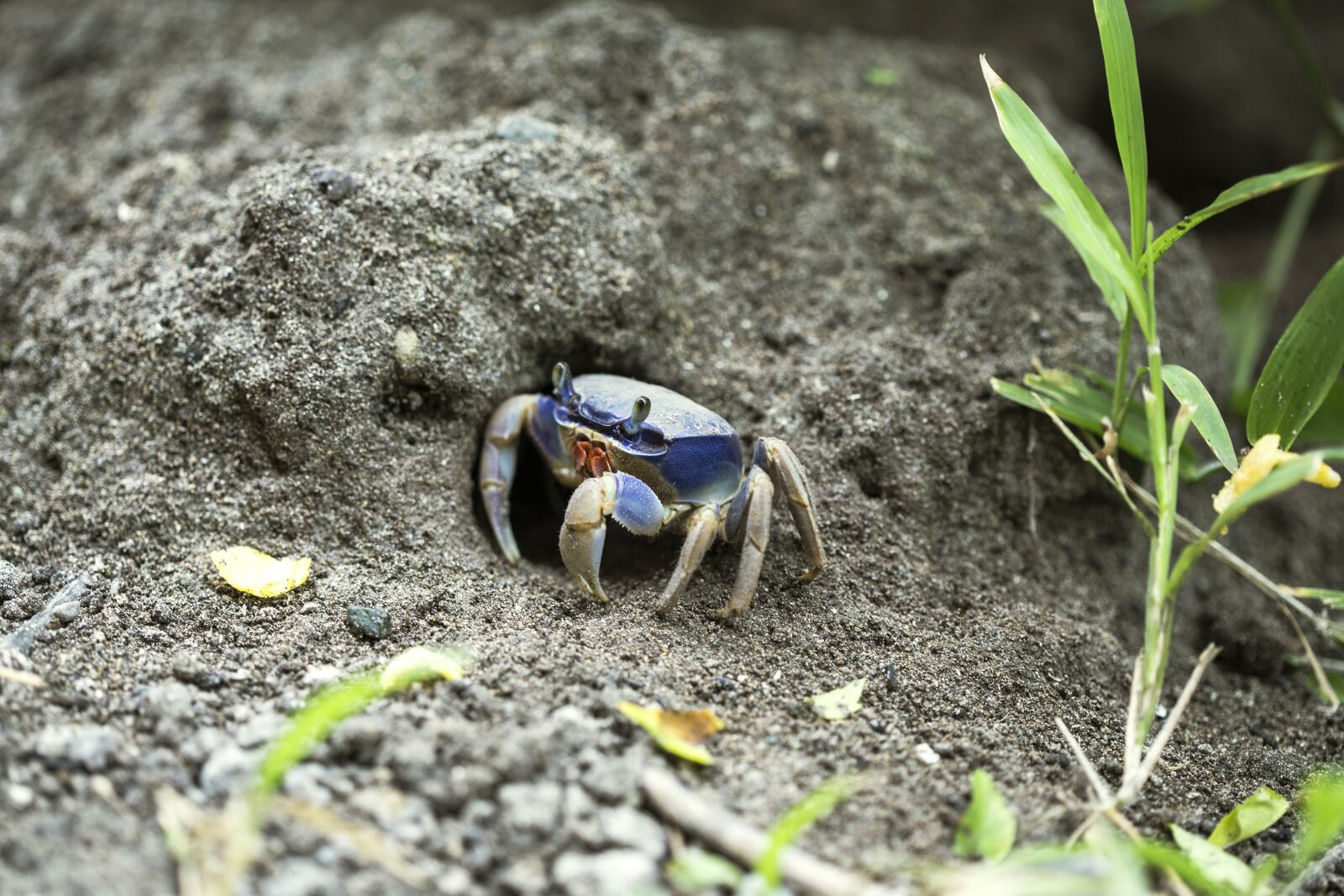Canon EOS 6D + Canon EF 100mm F2.8 Macro USM sample photo. Crab, animal, macro photography
