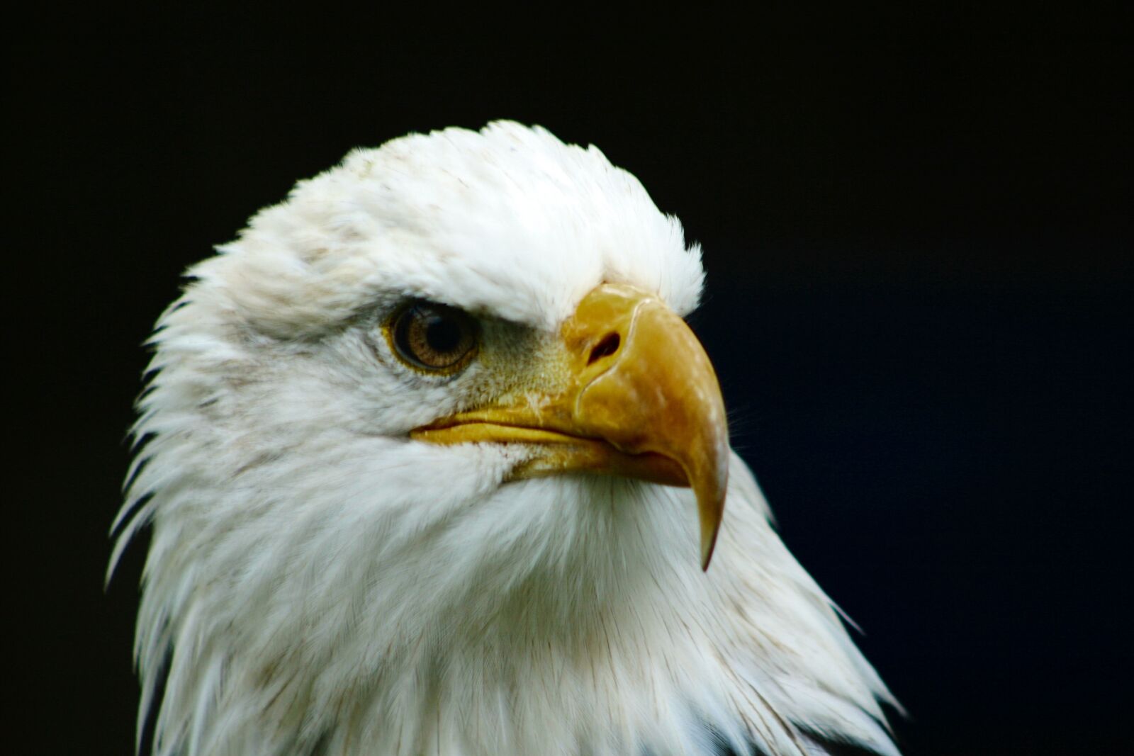 Canon EOS 30D sample photo. Eagle, bird, raptor photography