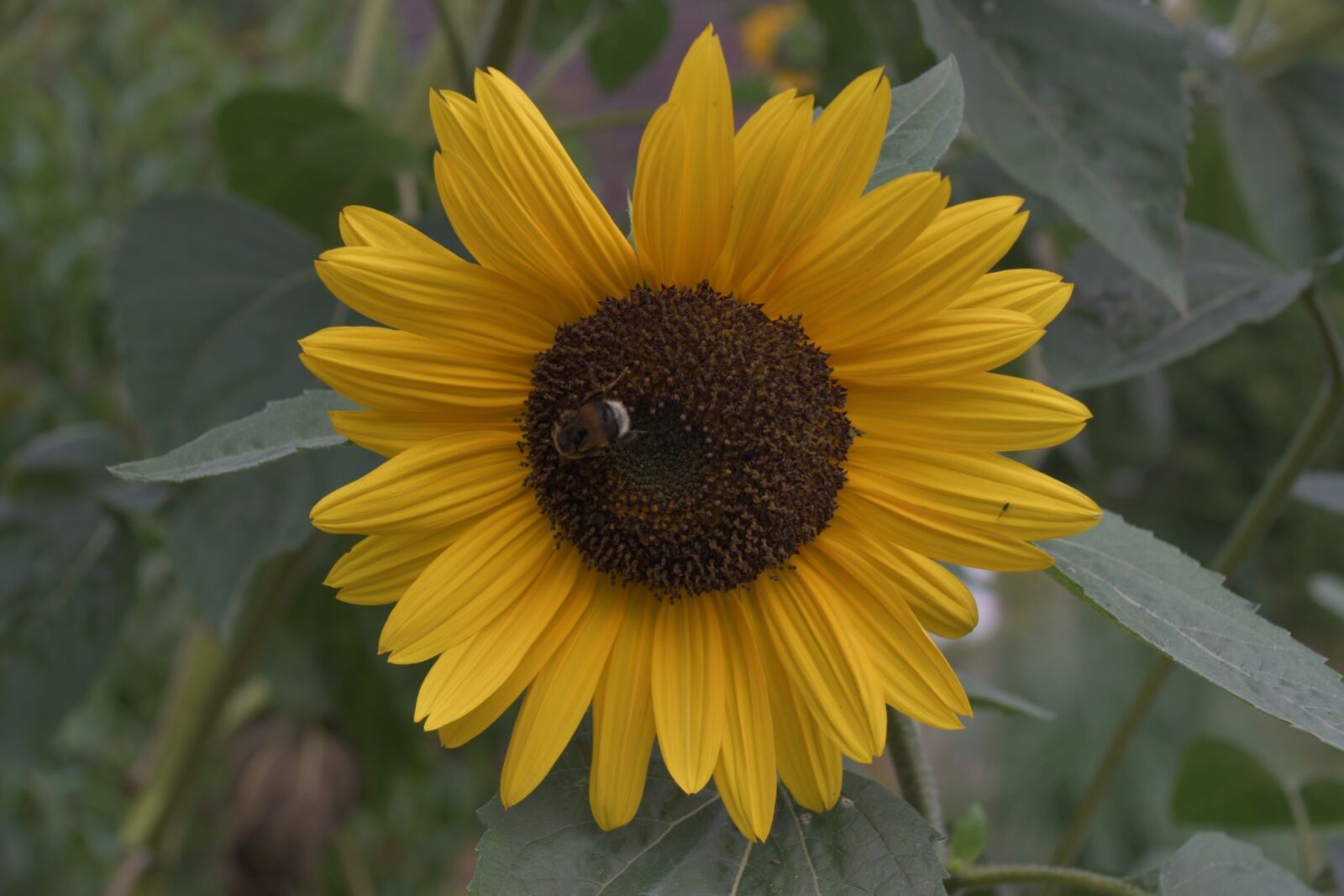 Nikon D7500 sample photo. Sunflower, nature, blossom photography