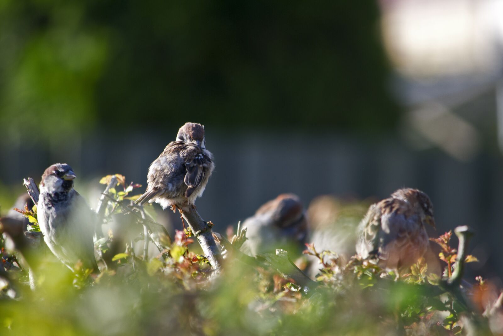 Nikon D3100 sample photo. Sparrow, sparrows, gråspurve photography