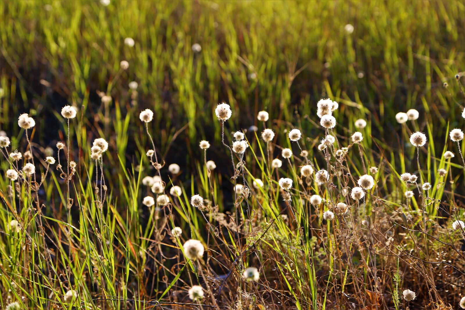 Canon EOS 6D + Canon EF 24-105mm F4L IS USM sample photo. Herbs, flower, rural photography