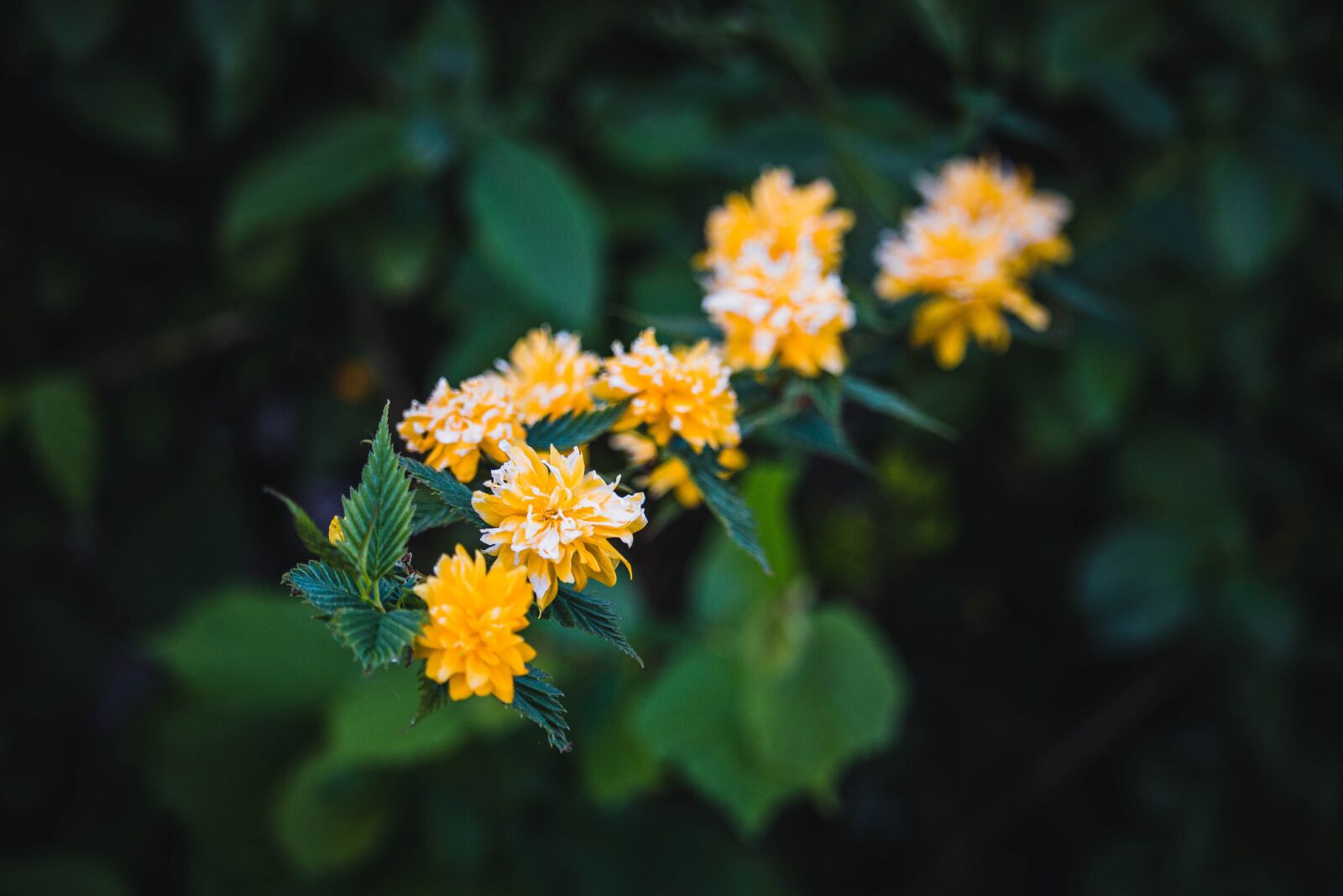 Canon EF-S 55-250mm F4-5.6 IS STM sample photo. Yellow flower, flower, yellow photography