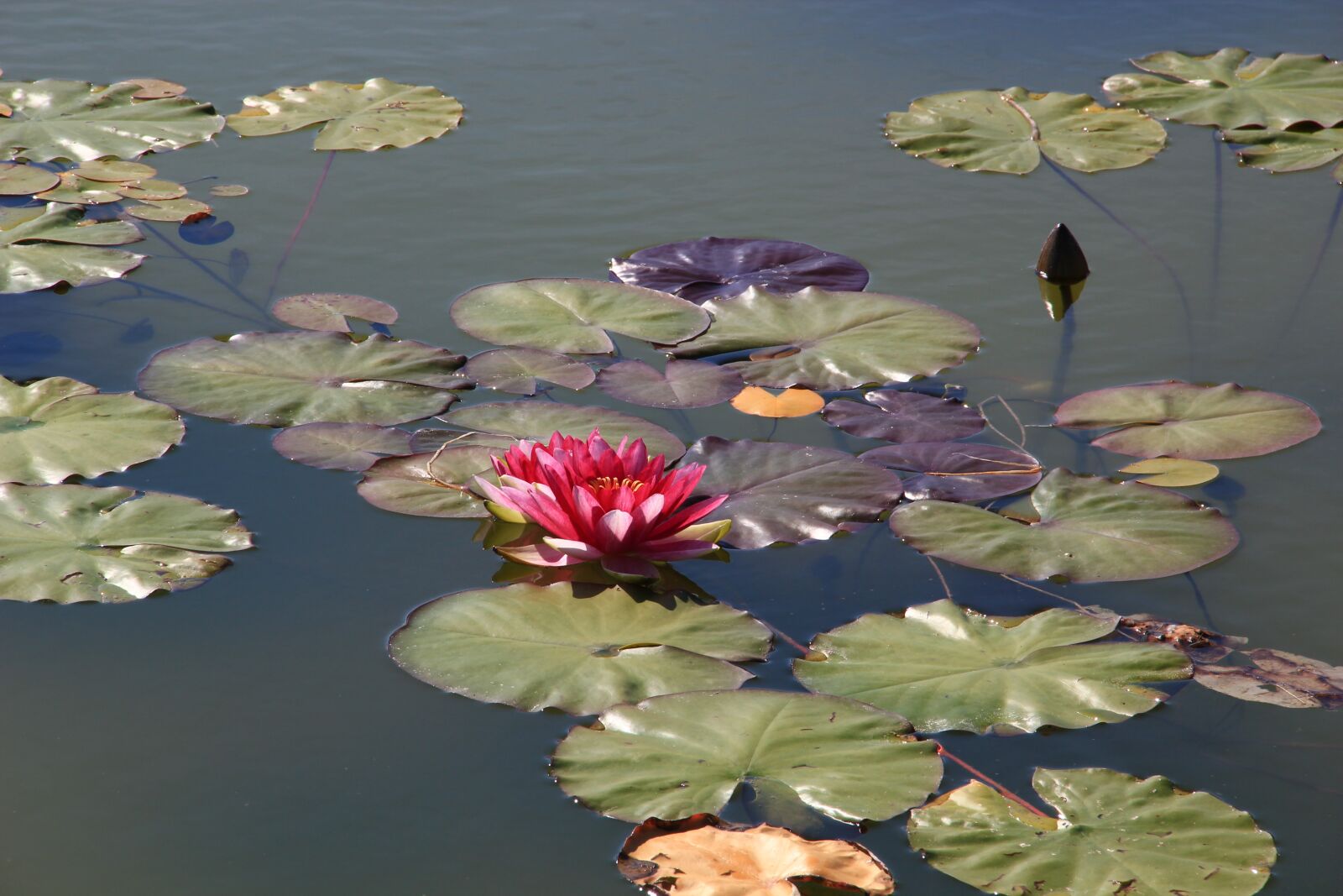 Canon EOS 550D (EOS Rebel T2i / EOS Kiss X4) sample photo. Waterlilies, pond, garden photography
