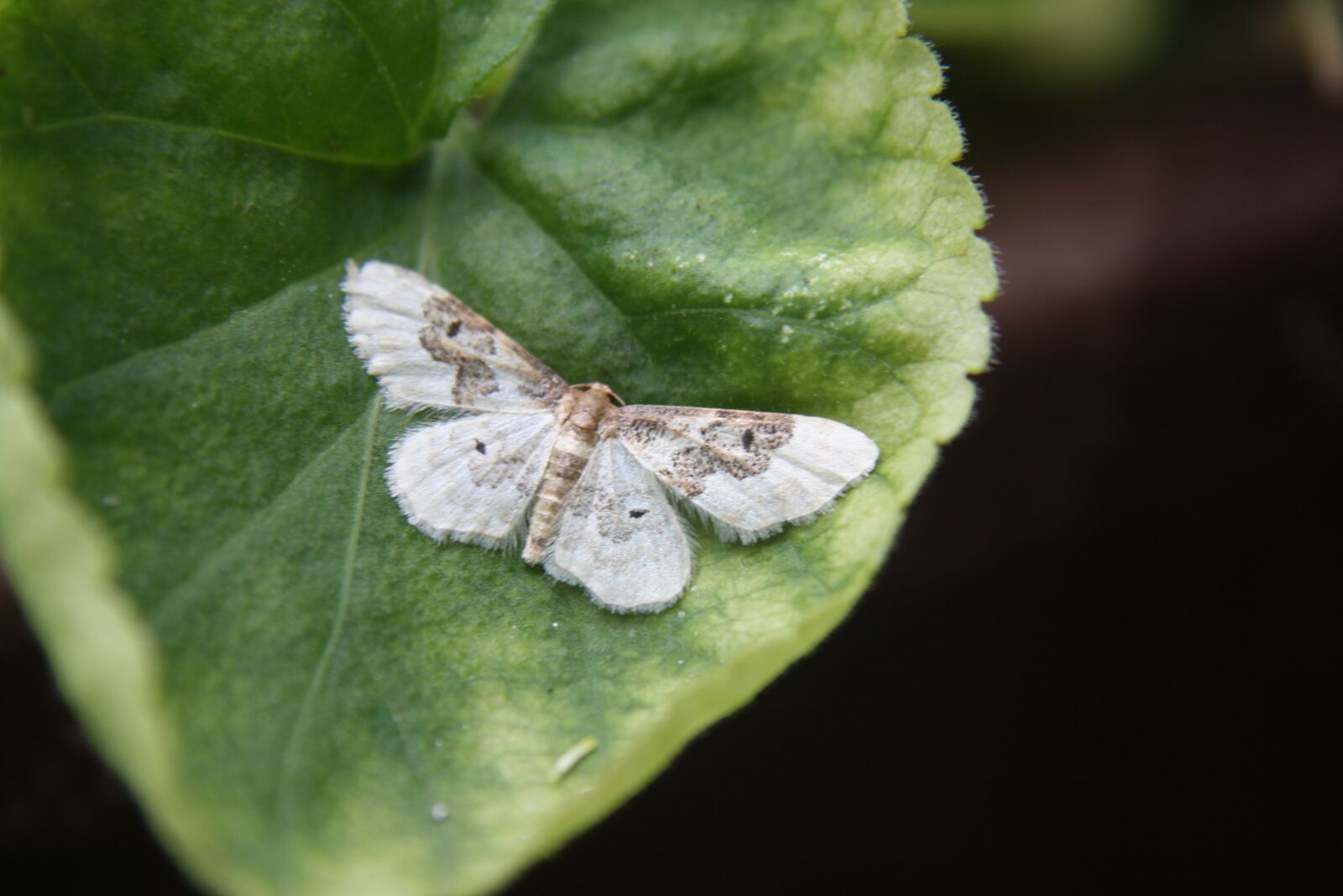 Canon EOS 1000D (EOS Digital Rebel XS / EOS Kiss F) sample photo. Butterfly, motte, owls photography
