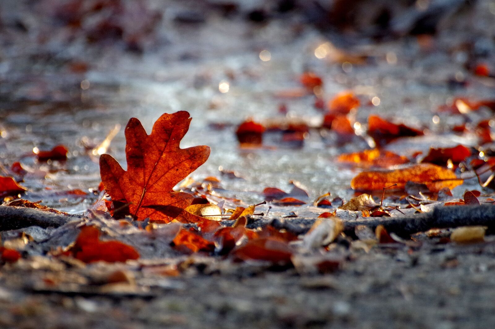 Pentax K-30 sample photo. Autumn, winter, leaves photography