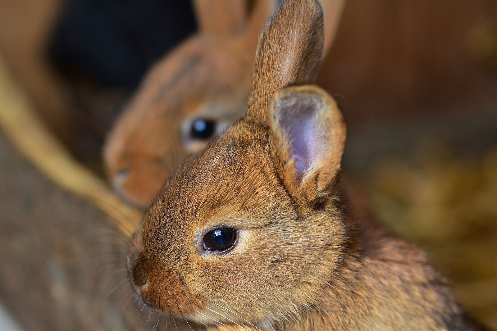 Nikon D5200 sample photo. Rabbit, feed, cute photography