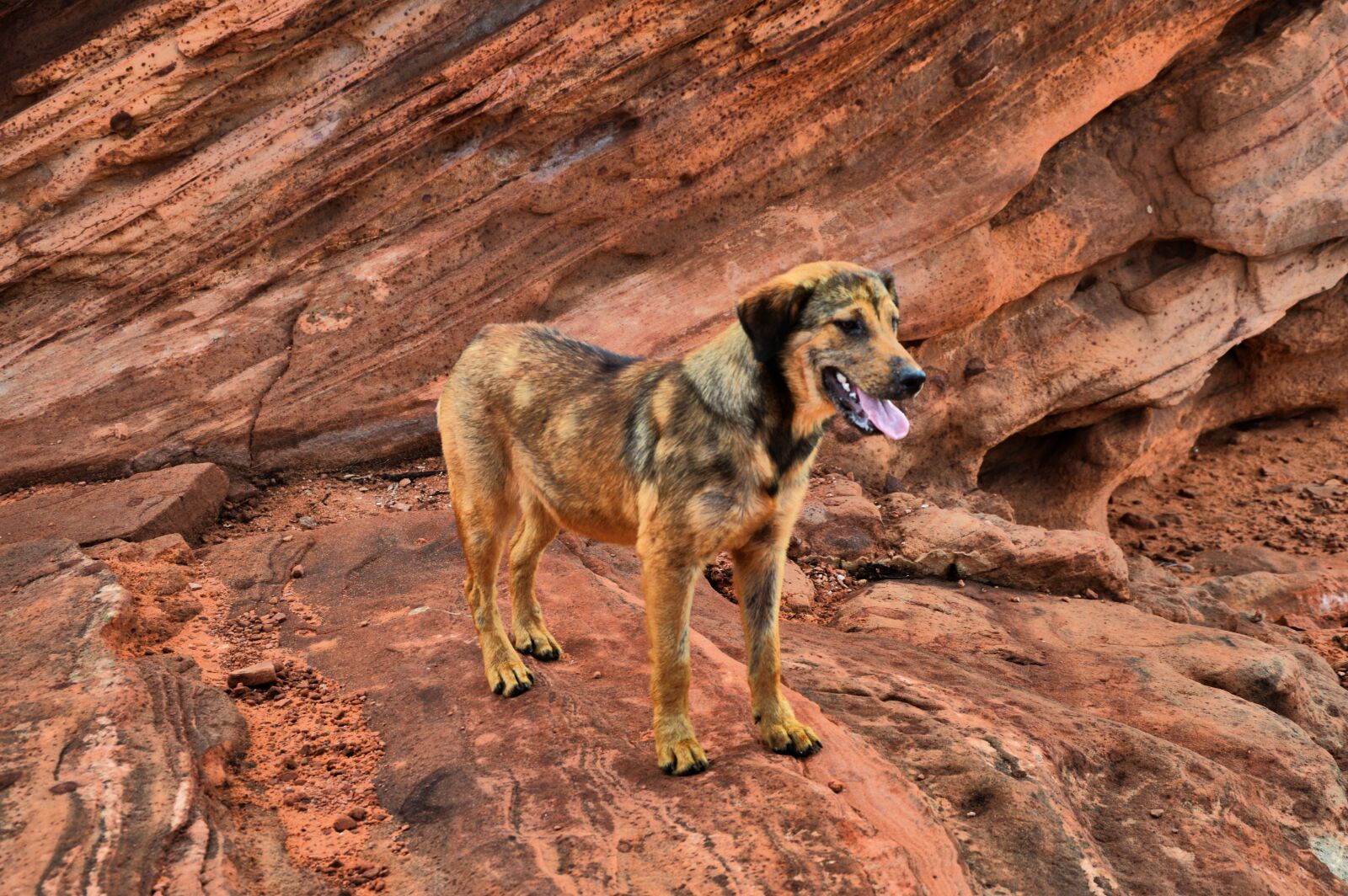 Nikon D3200 sample photo. America, dogs, wild photography