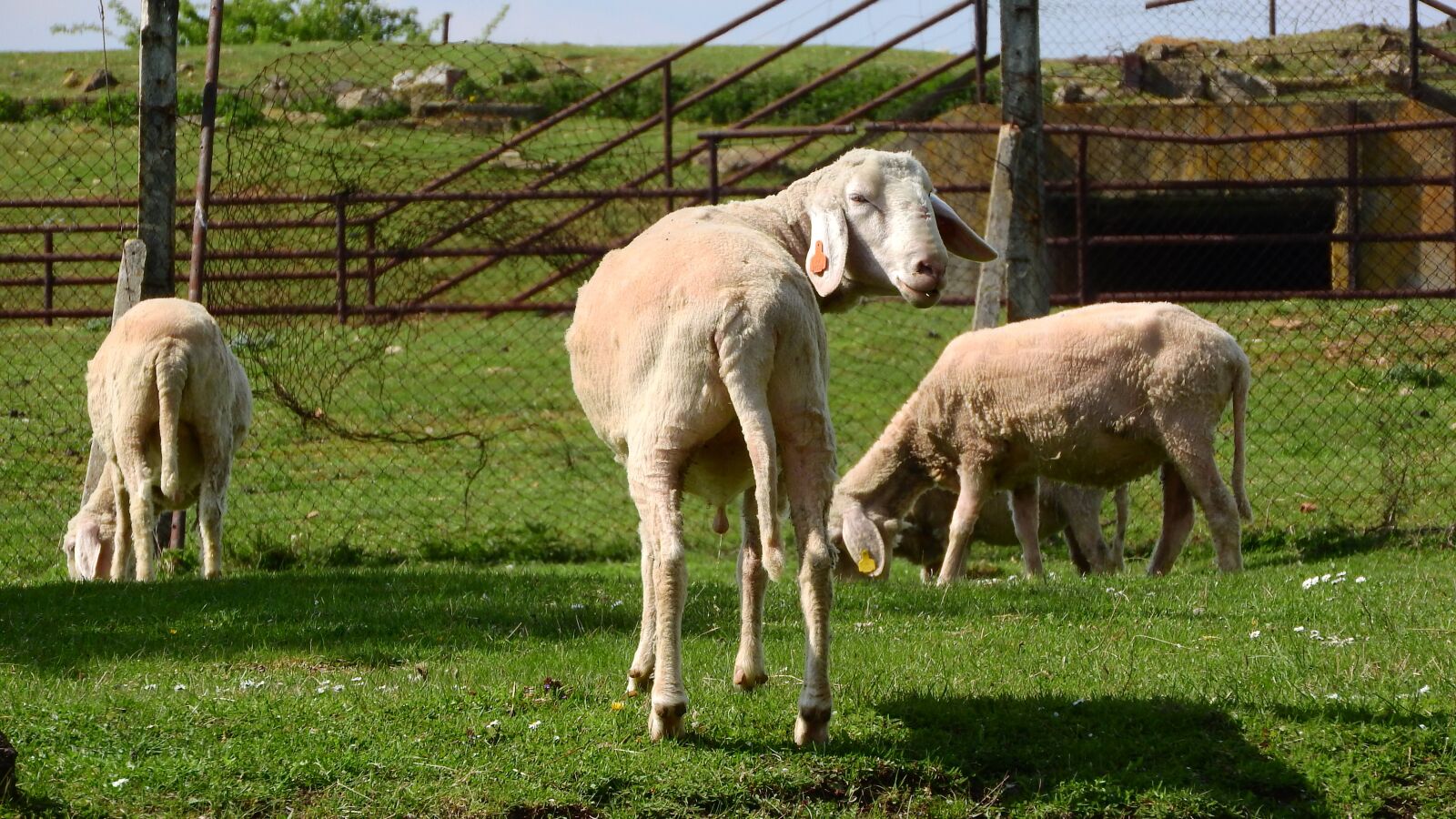 Nikon Coolpix P610 sample photo. Sheep, graze, grazing sheep photography