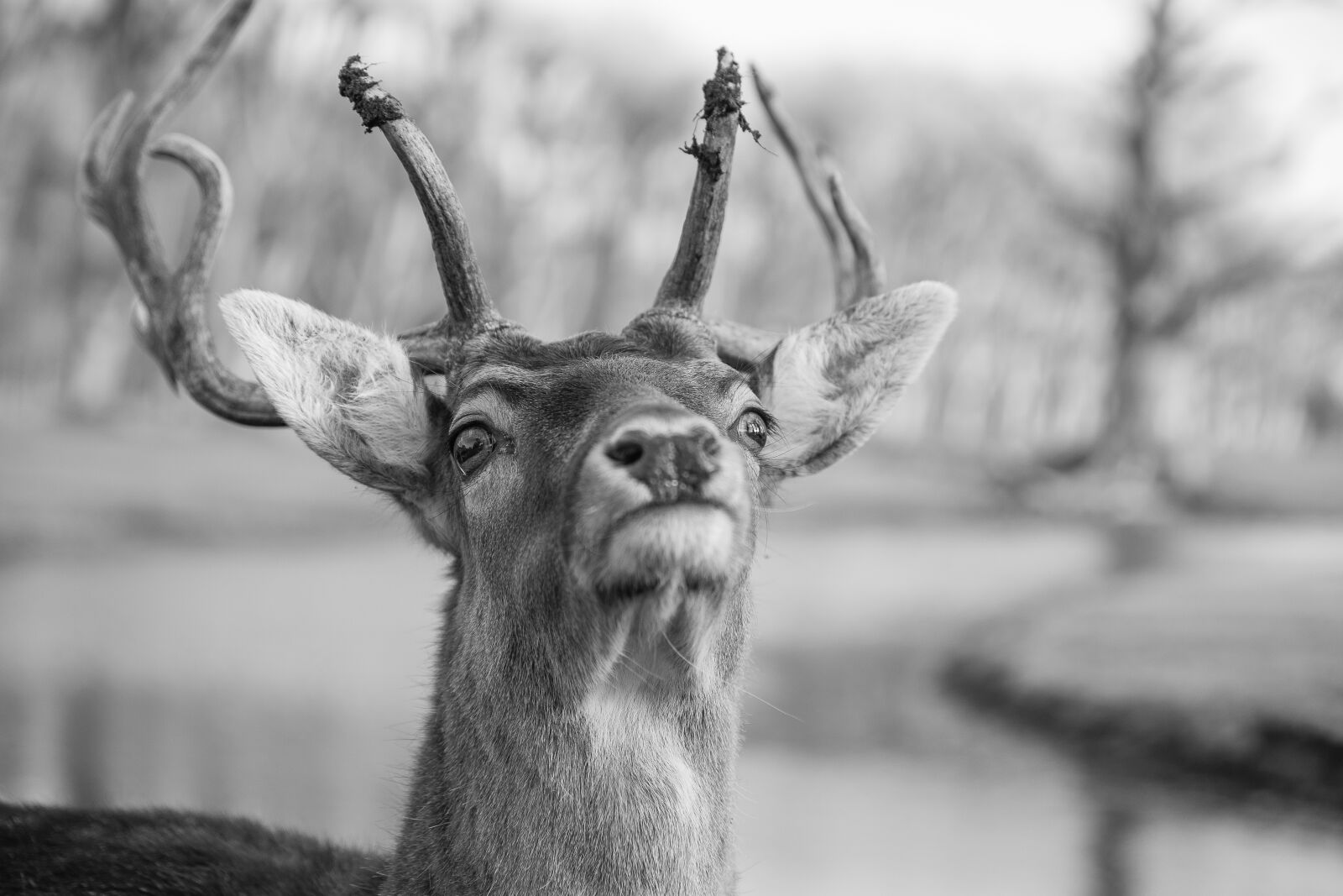 Canon EOS 6D Mark II sample photo. Deer, fallow deer, fallow photography