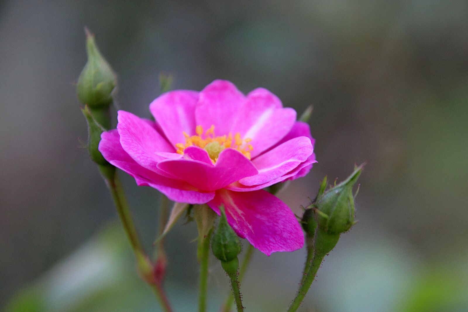Canon EOS 800D (EOS Rebel T7i / EOS Kiss X9i) sample photo. Pink, rosebush, color pink photography