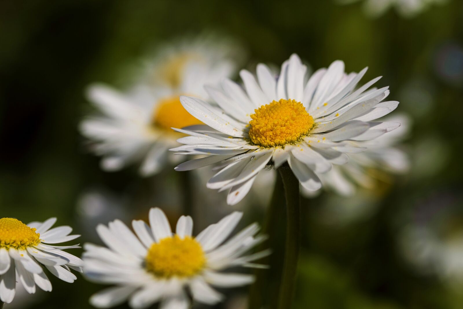 Nikon D7200 sample photo. Daisies, spring, nature photography