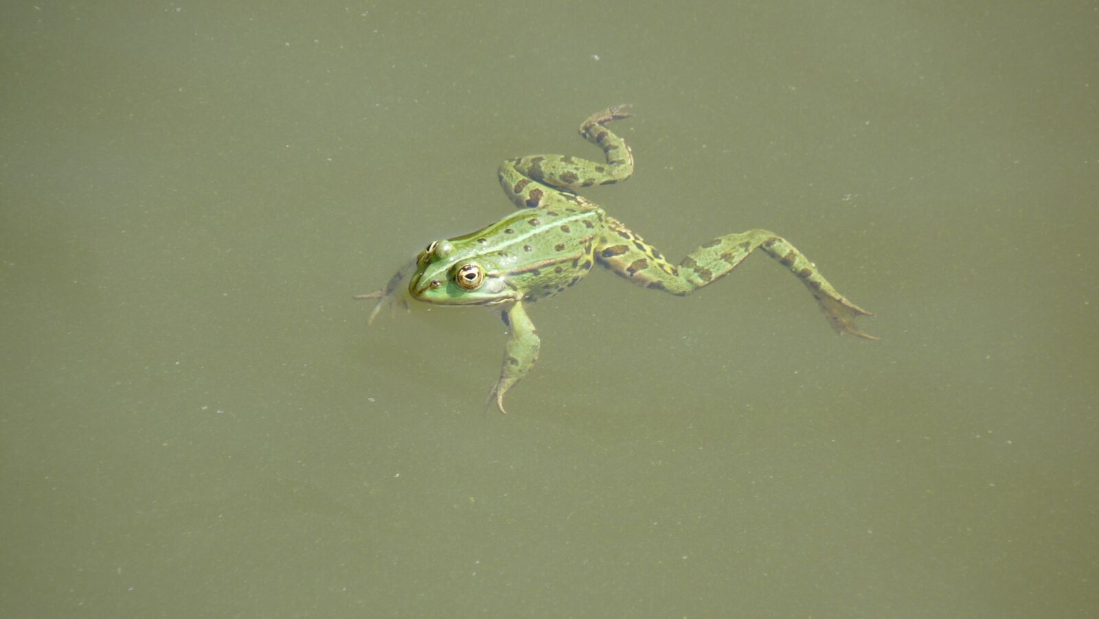 Panasonic Lumix DMC-FZ28 sample photo. Animal, green frog photography