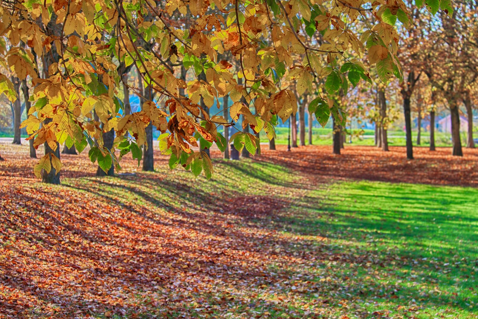 Canon EOS 70D sample photo. Fall, season, leaves photography