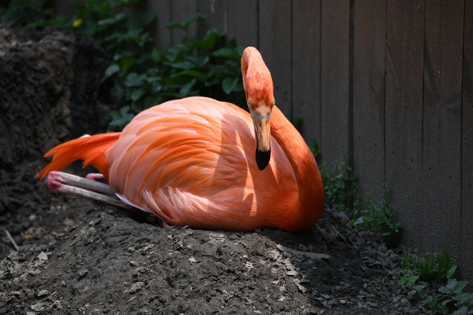 Nikon D850 sample photo. Flamingo, bird, zoo photography
