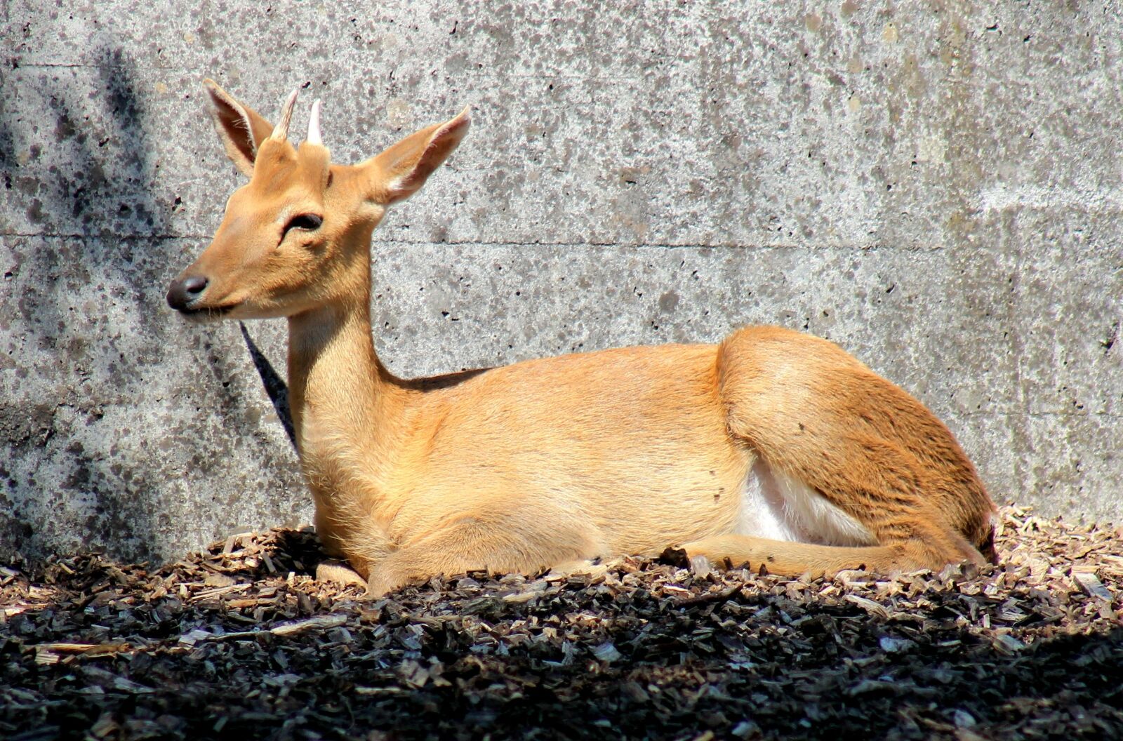 Canon EF 75-300mm f/4-5.6 sample photo. Eld's deer, hirsch, paarhufer photography