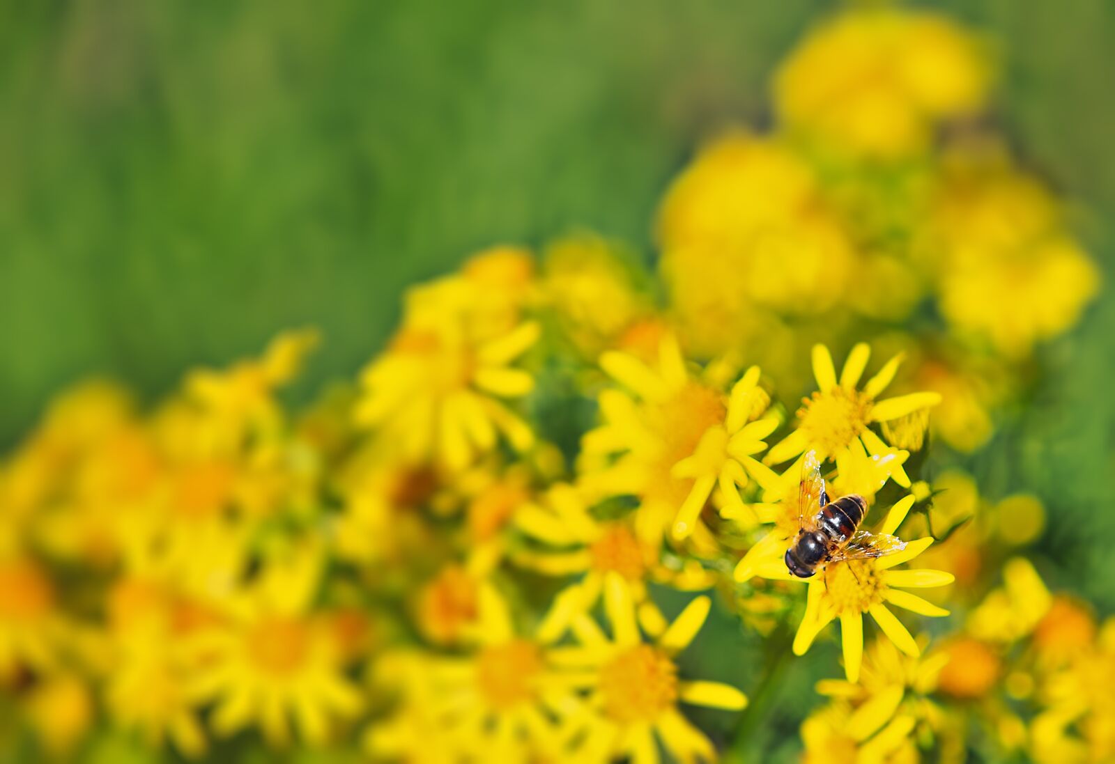 Canon EOS 5D Mark III + Canon EF 24-70mm F2.8L USM sample photo. Bee, flower, summer photography
