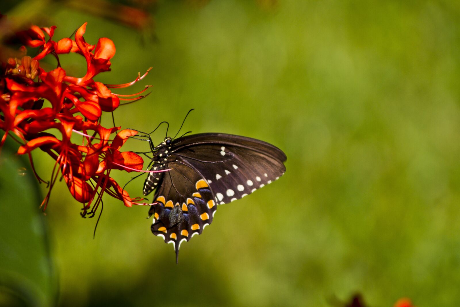 Canon EOS 7D sample photo. Butterfly, florida, nature photography