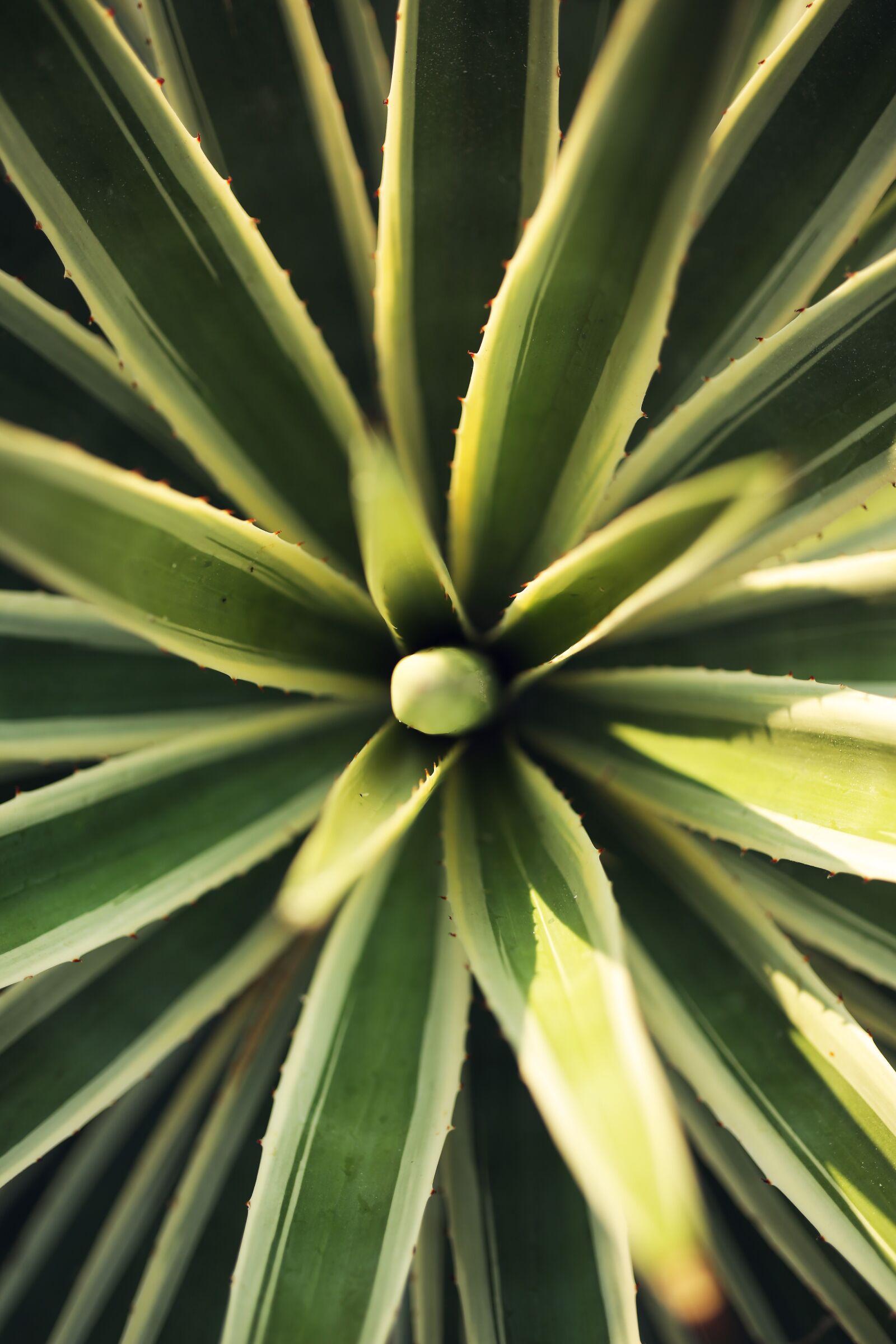 Canon EOS 5D Mark III sample photo. Plant, nature, pattern photography