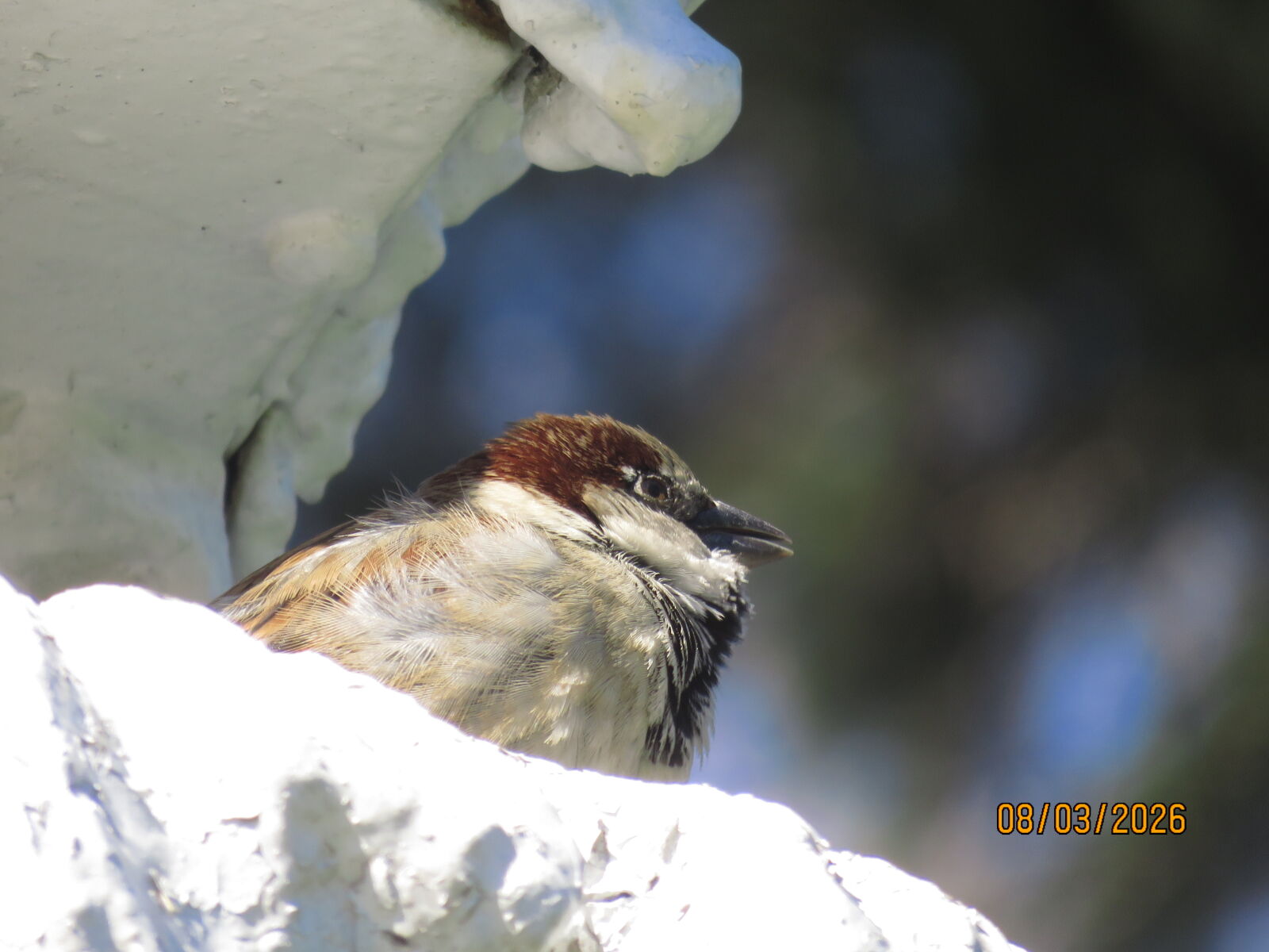 Canon PowerShot SX700 HS sample photo. Sparrow in ihlamur pavilion photography