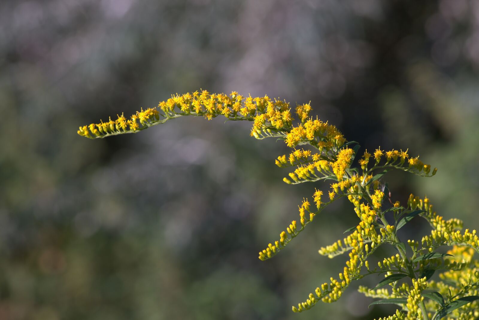 Pentax K-S2 sample photo. Yellow flowers, branch, small photography
