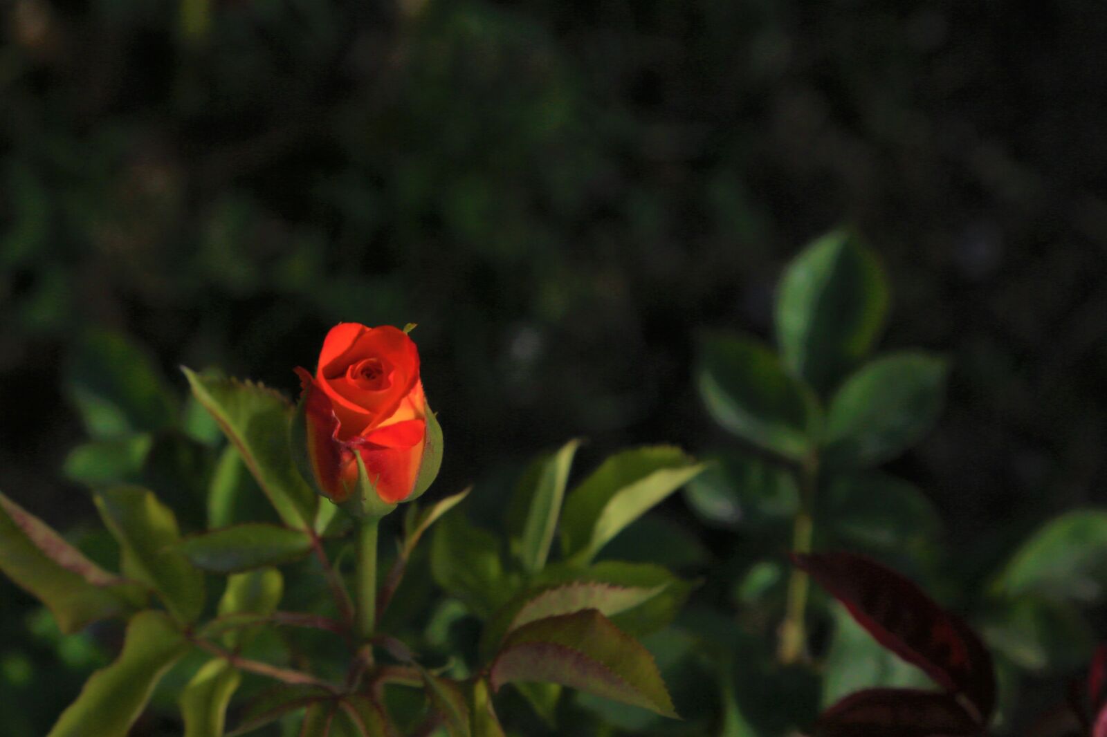 Canon EF 24-105mm F4L IS USM sample photo. Rose, spring, flower photography