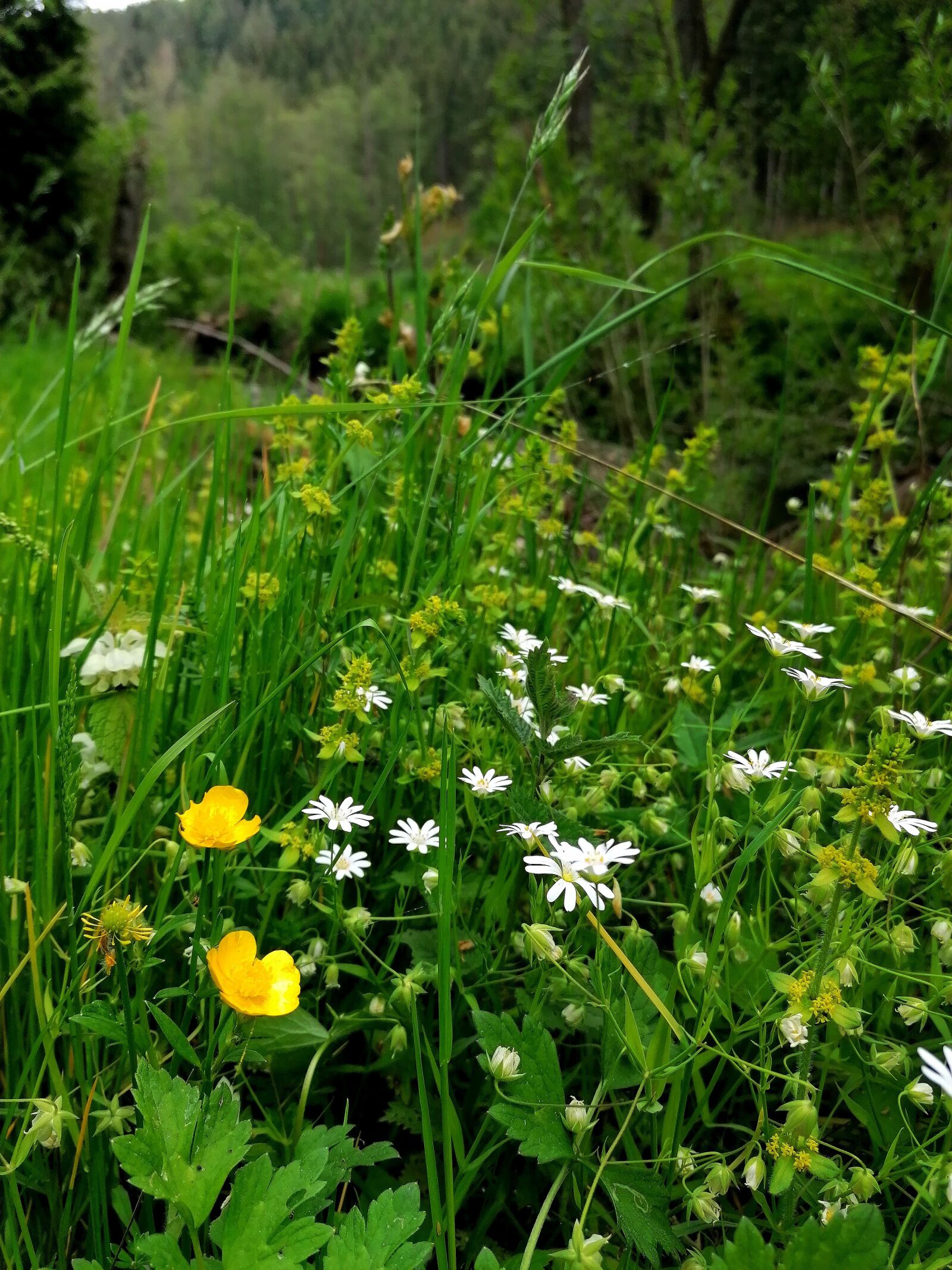 HUAWEI P30 LITE sample photo. Green, meadow, flower meadow photography