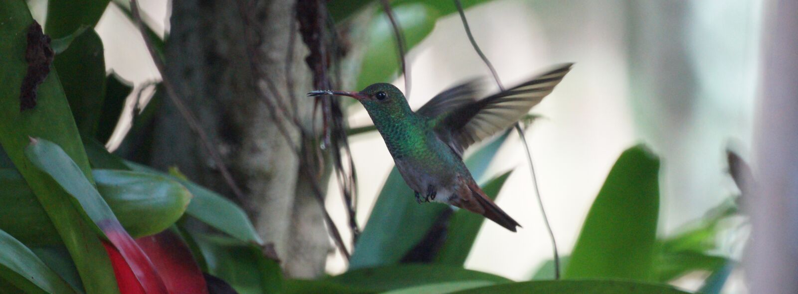 Sony 500mm F8 Reflex sample photo. Ave, bird, hummingbird photography
