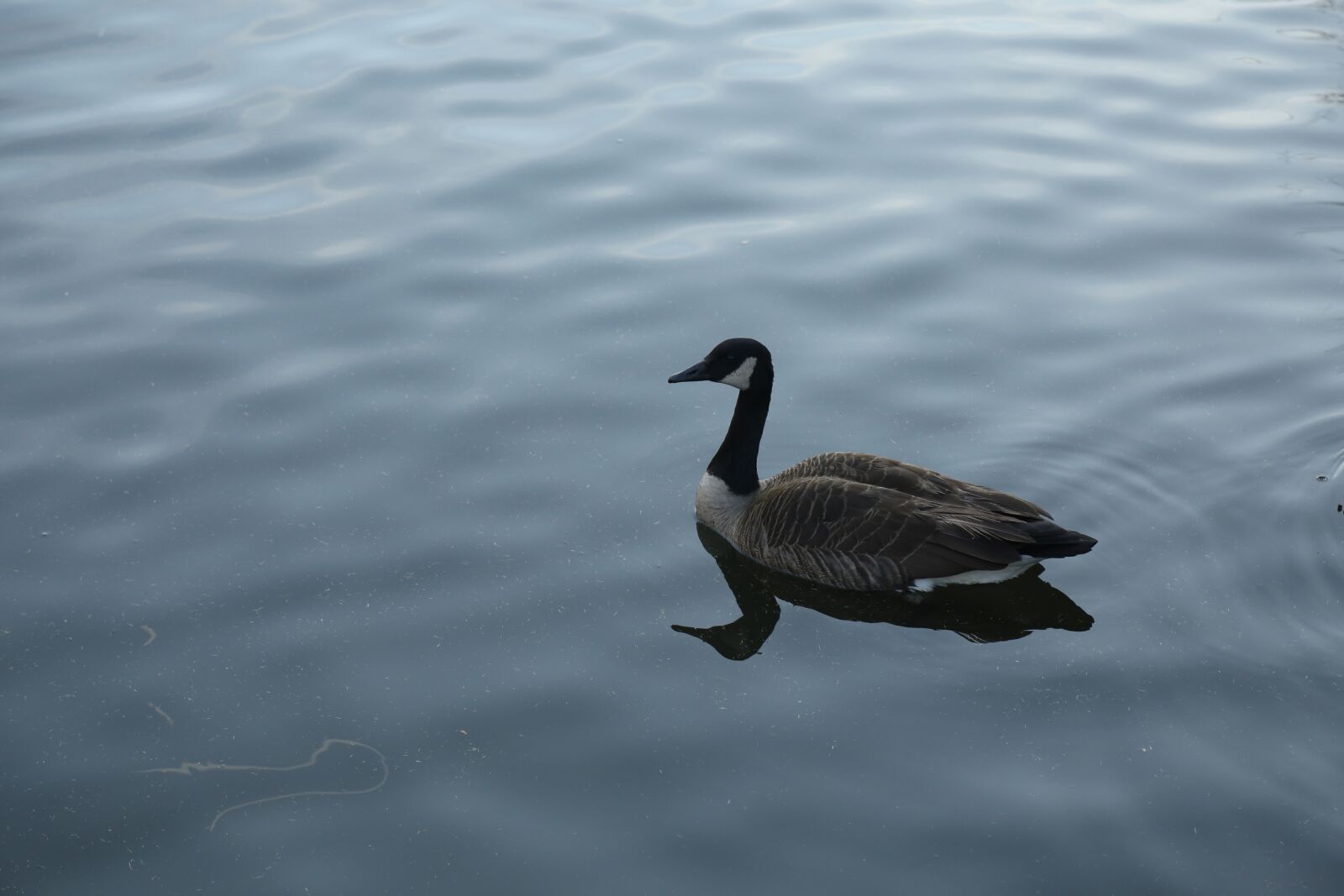 Canon EOS 6D + Canon EF 24-105mm F4L IS USM sample photo. Duck, goose, nature photography